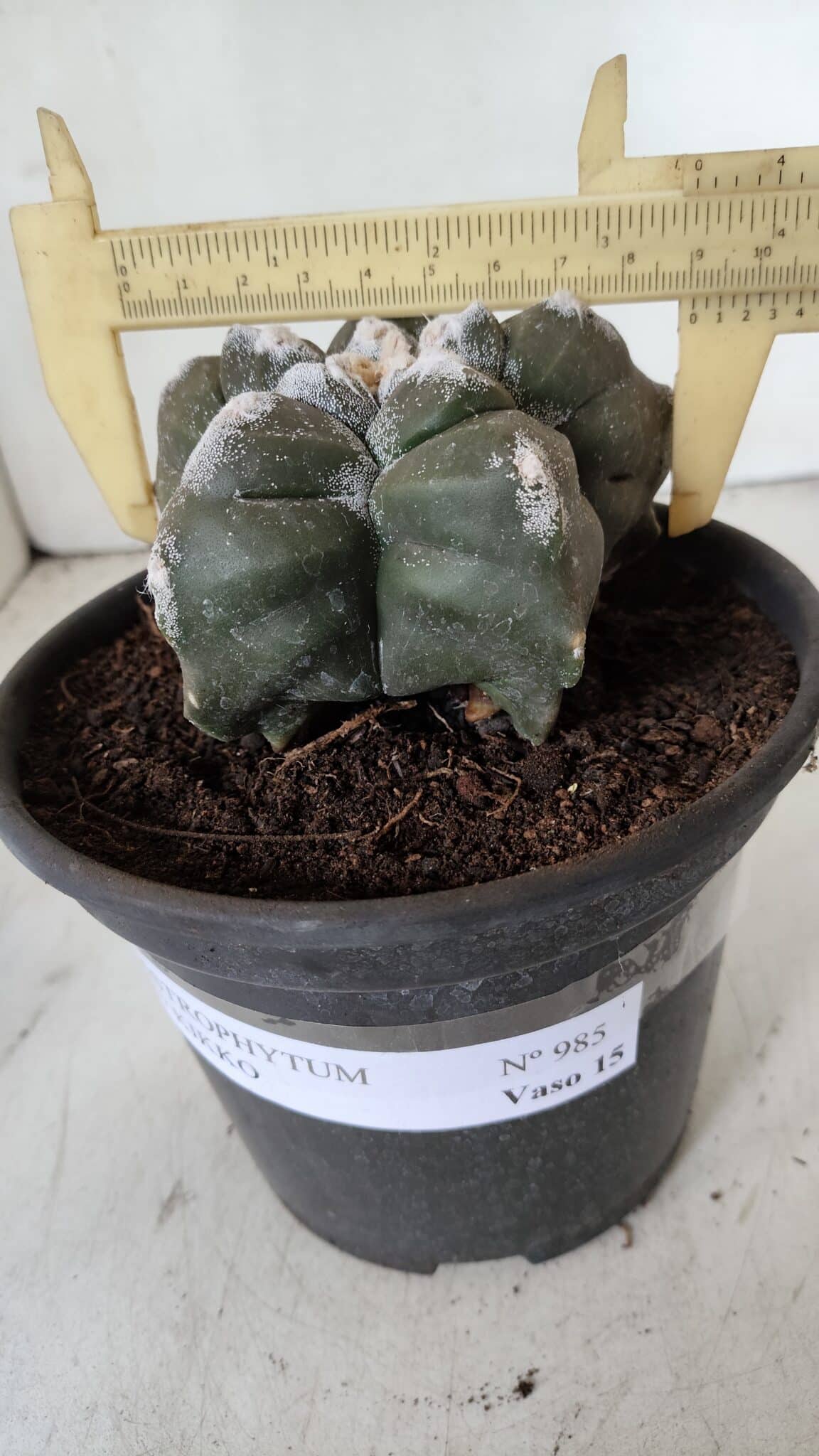 ASTROPHYTUM cv KIKKO  Nº 985 – vaso 15