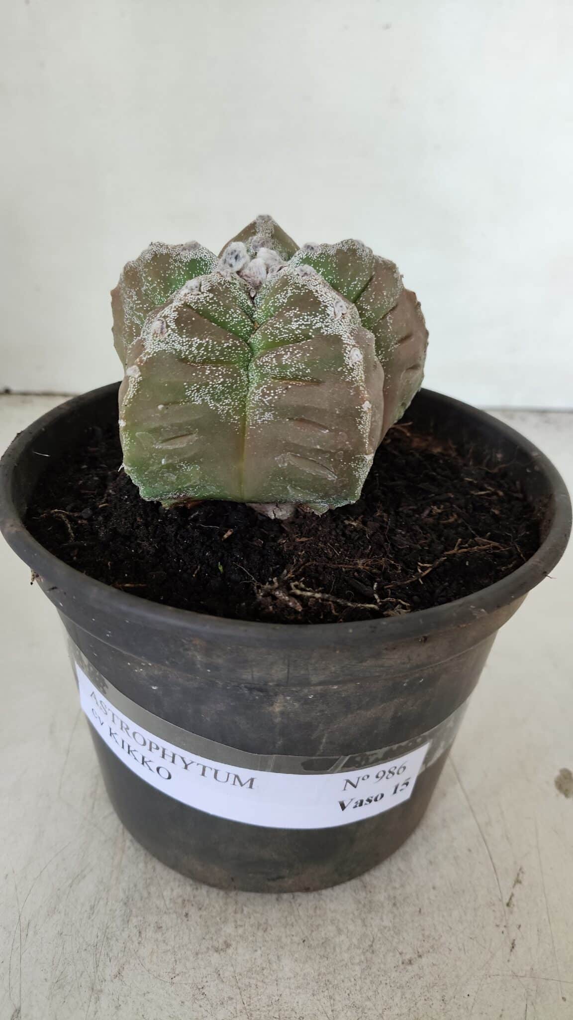 ASTROPHYTUM cv KIKKO  Nº 986 – vaso 15