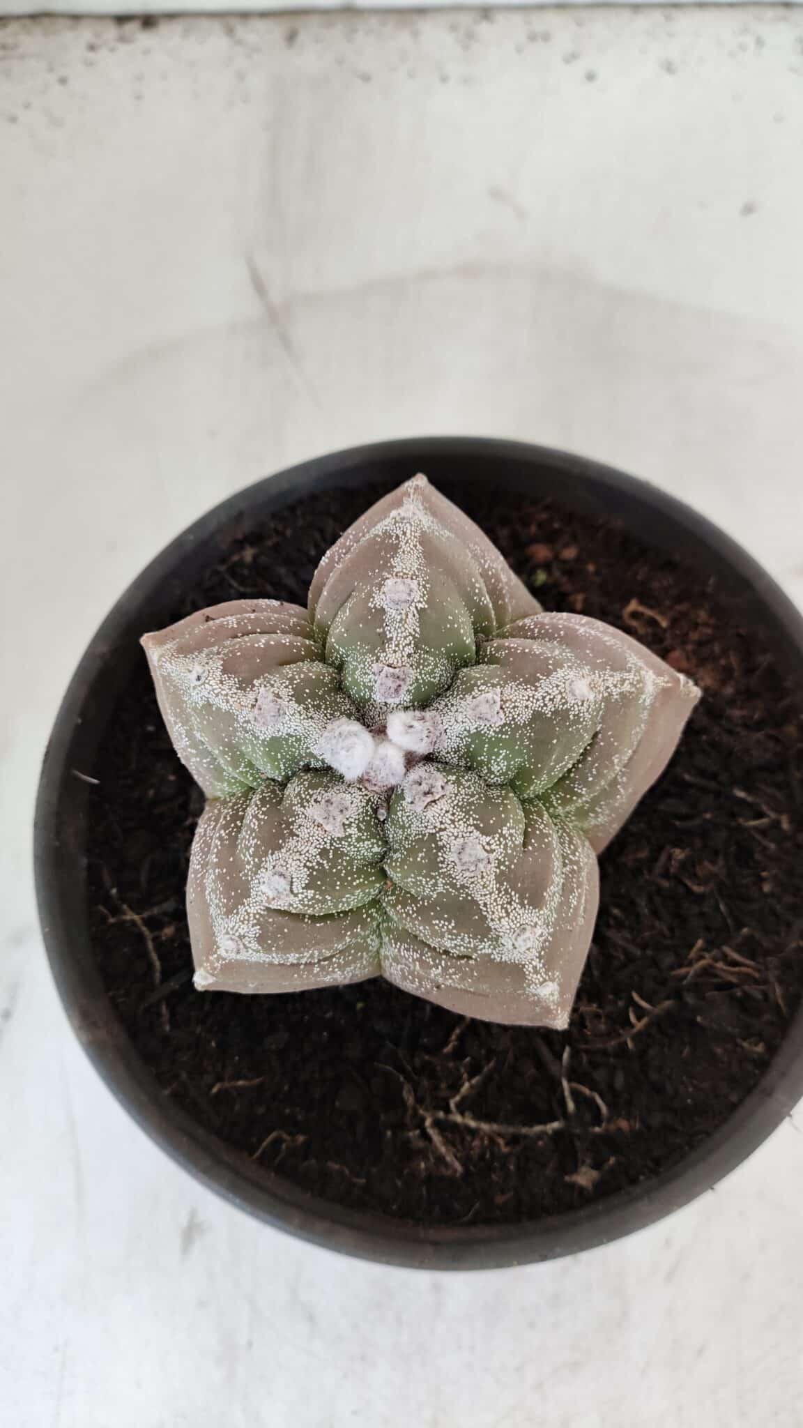 ASTROPHYTUM cv KIKKO  Nº 986 – vaso 15