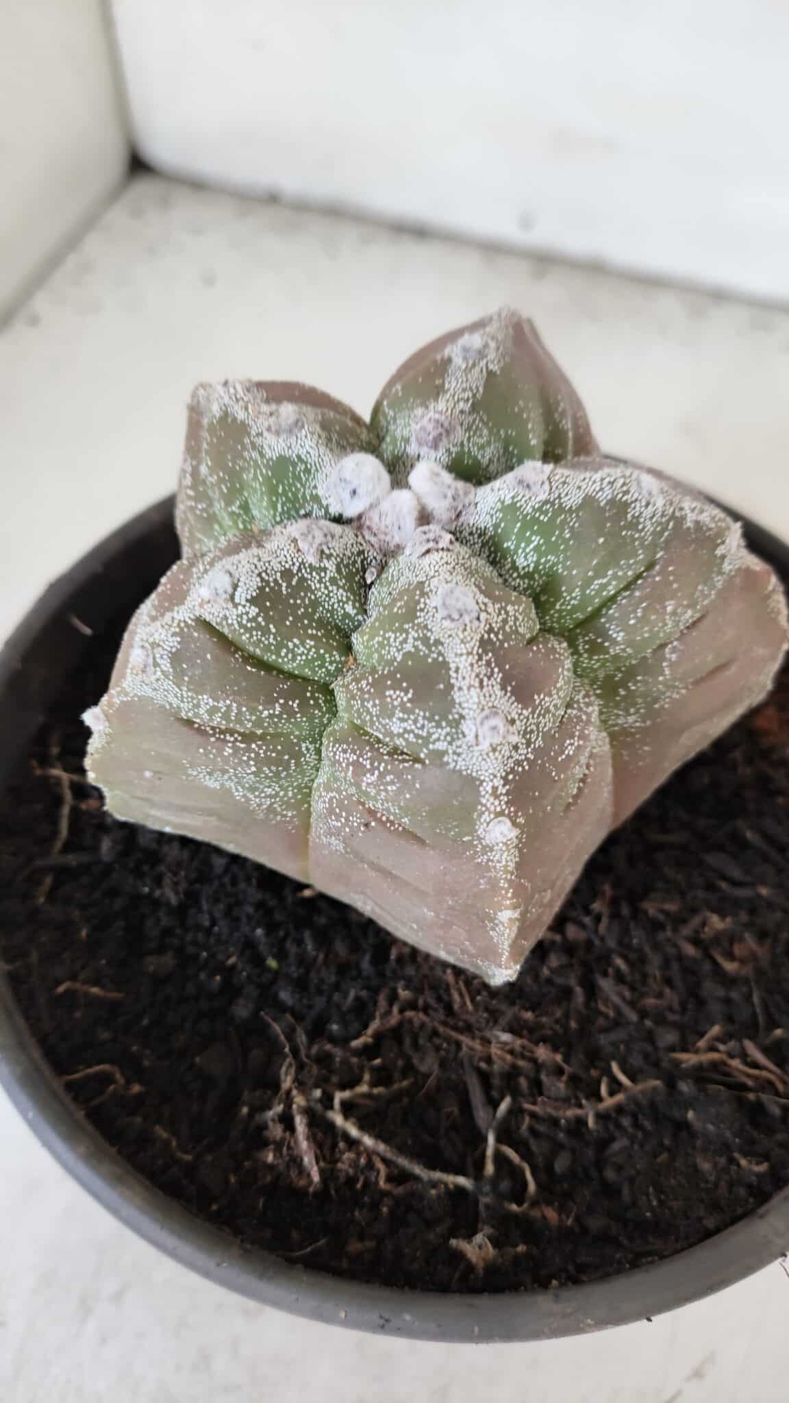 ASTROPHYTUM cv KIKKO  Nº 986 – vaso 15