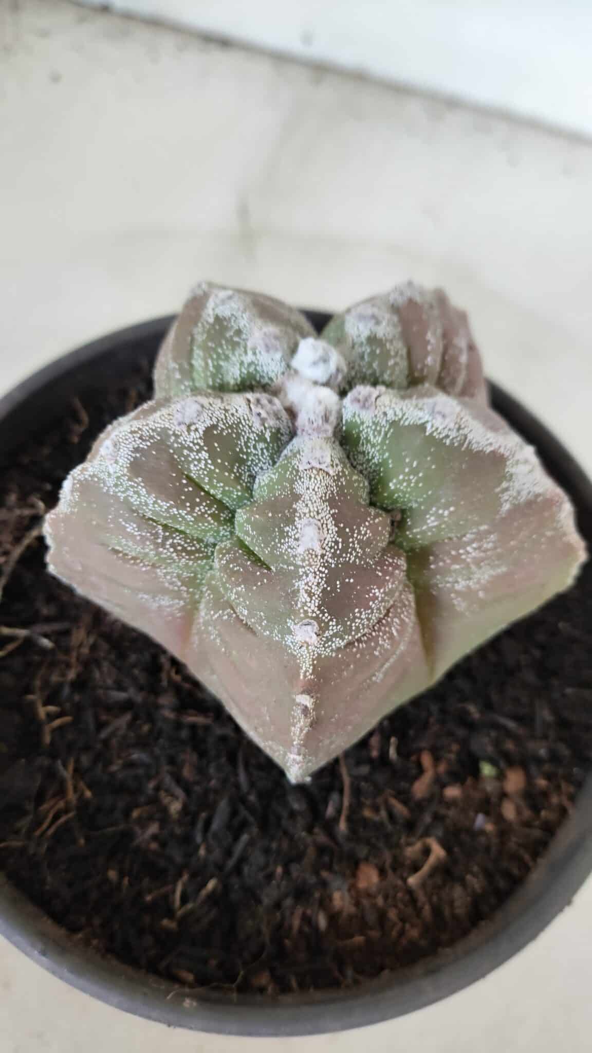 ASTROPHYTUM cv KIKKO  Nº 986 – vaso 15