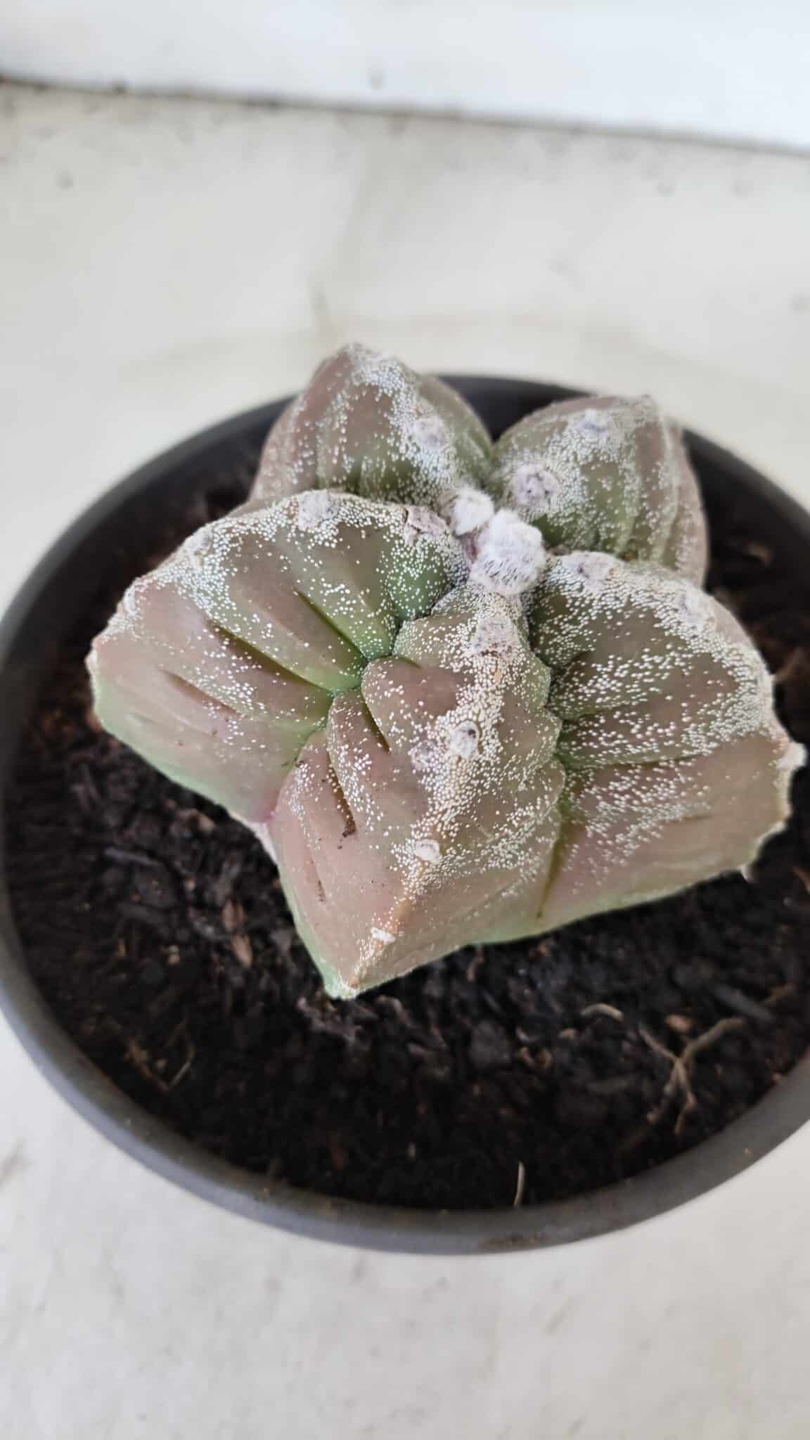 ASTROPHYTUM cv KIKKO  Nº 986 – vaso 15