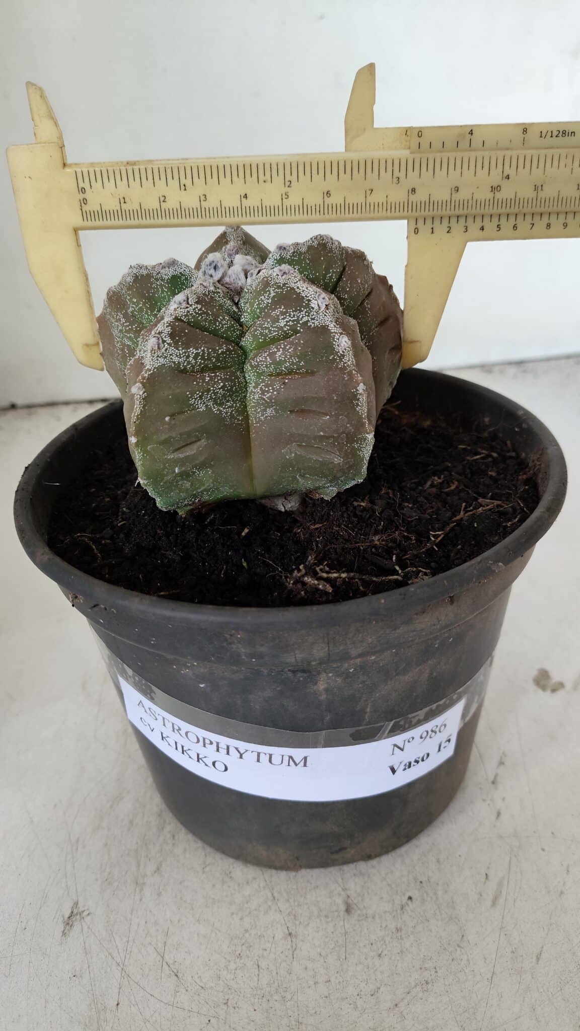 ASTROPHYTUM cv KIKKO  Nº 986 – vaso 15