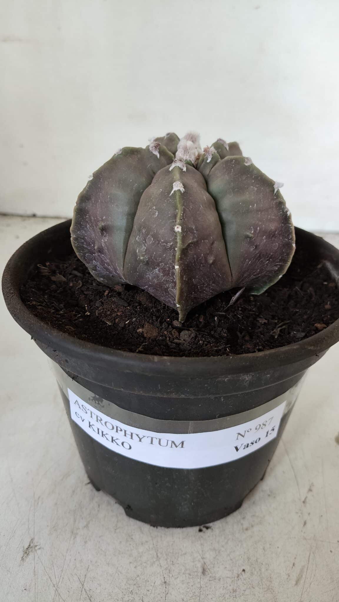 MATRIZ ASTROPHYTUM cv KIKKO  Nº 987 – vaso 15