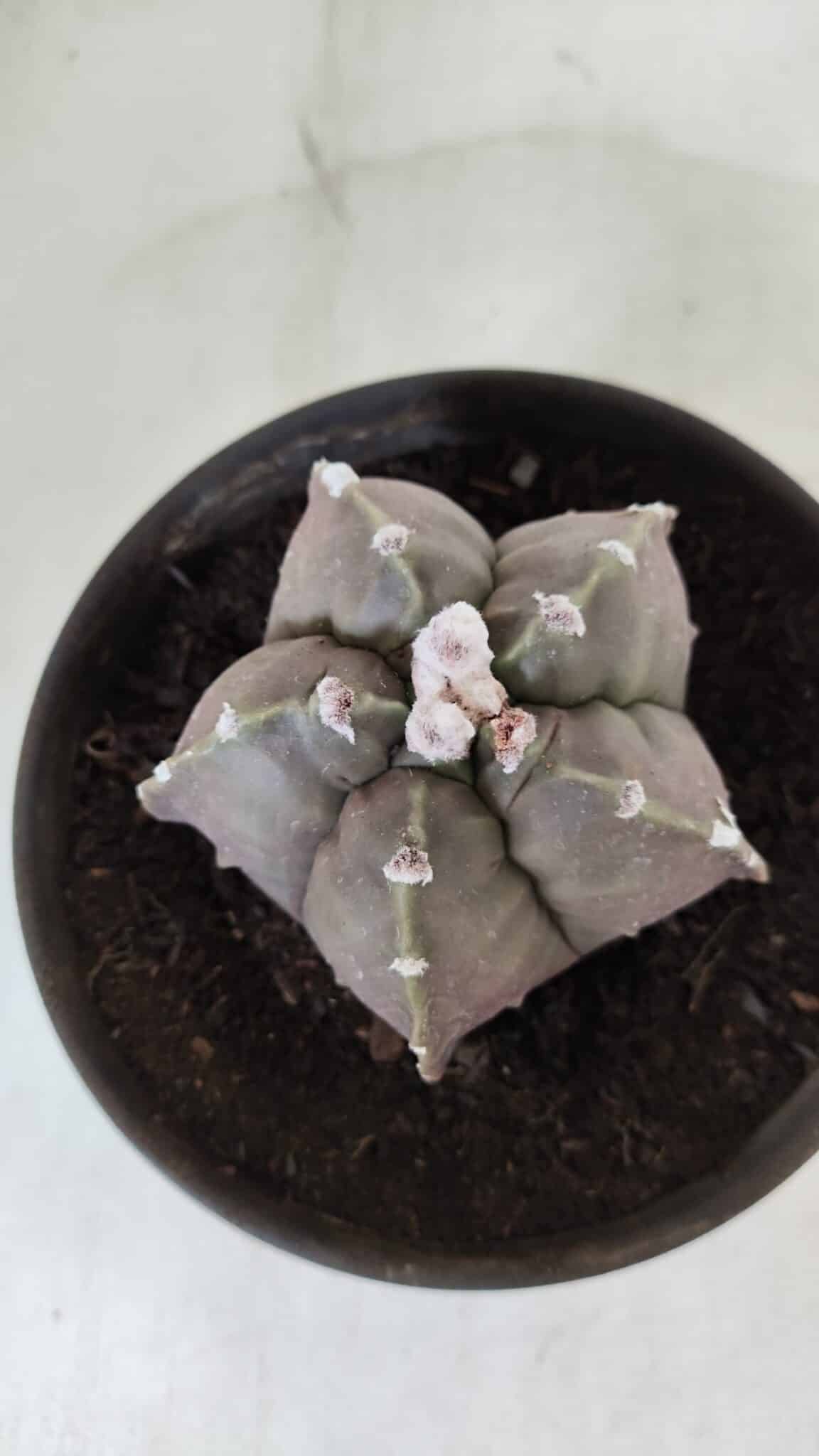 MATRIZ ASTROPHYTUM cv KIKKO  Nº 987 – vaso 15