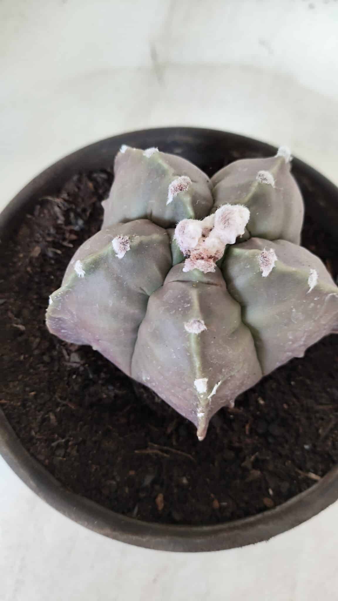 MATRIZ ASTROPHYTUM cv KIKKO  Nº 987 – vaso 15