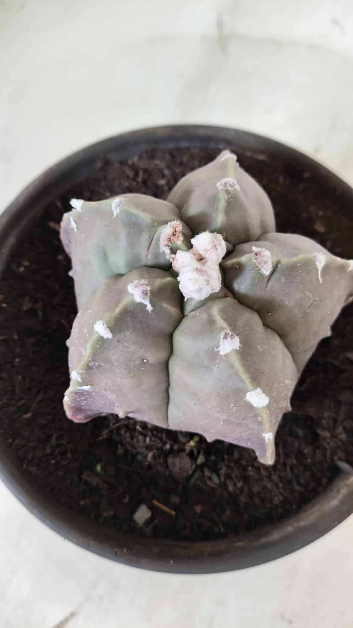MATRIZ ASTROPHYTUM cv KIKKO  Nº 987 – vaso 15