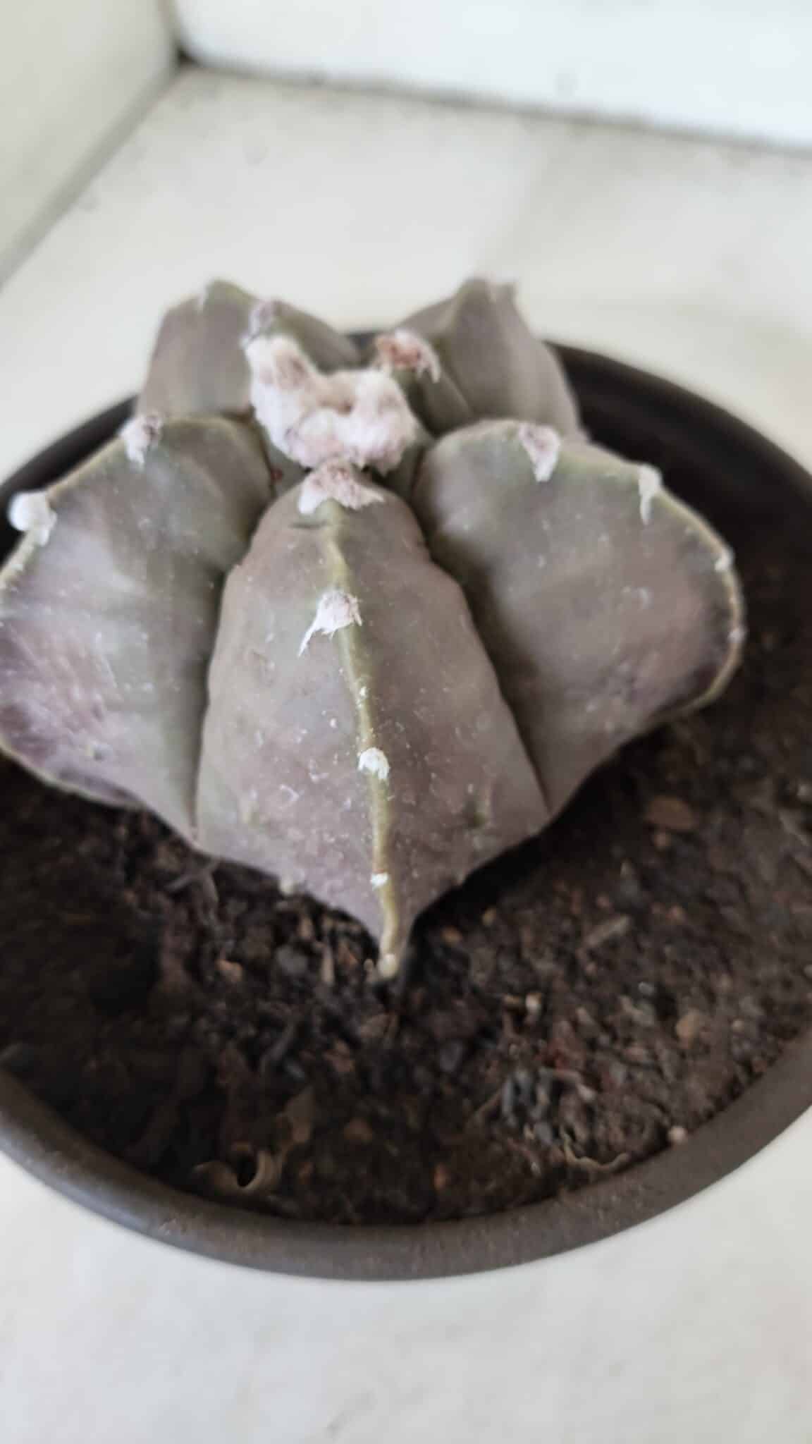 MATRIZ ASTROPHYTUM cv KIKKO  Nº 987 – vaso 15