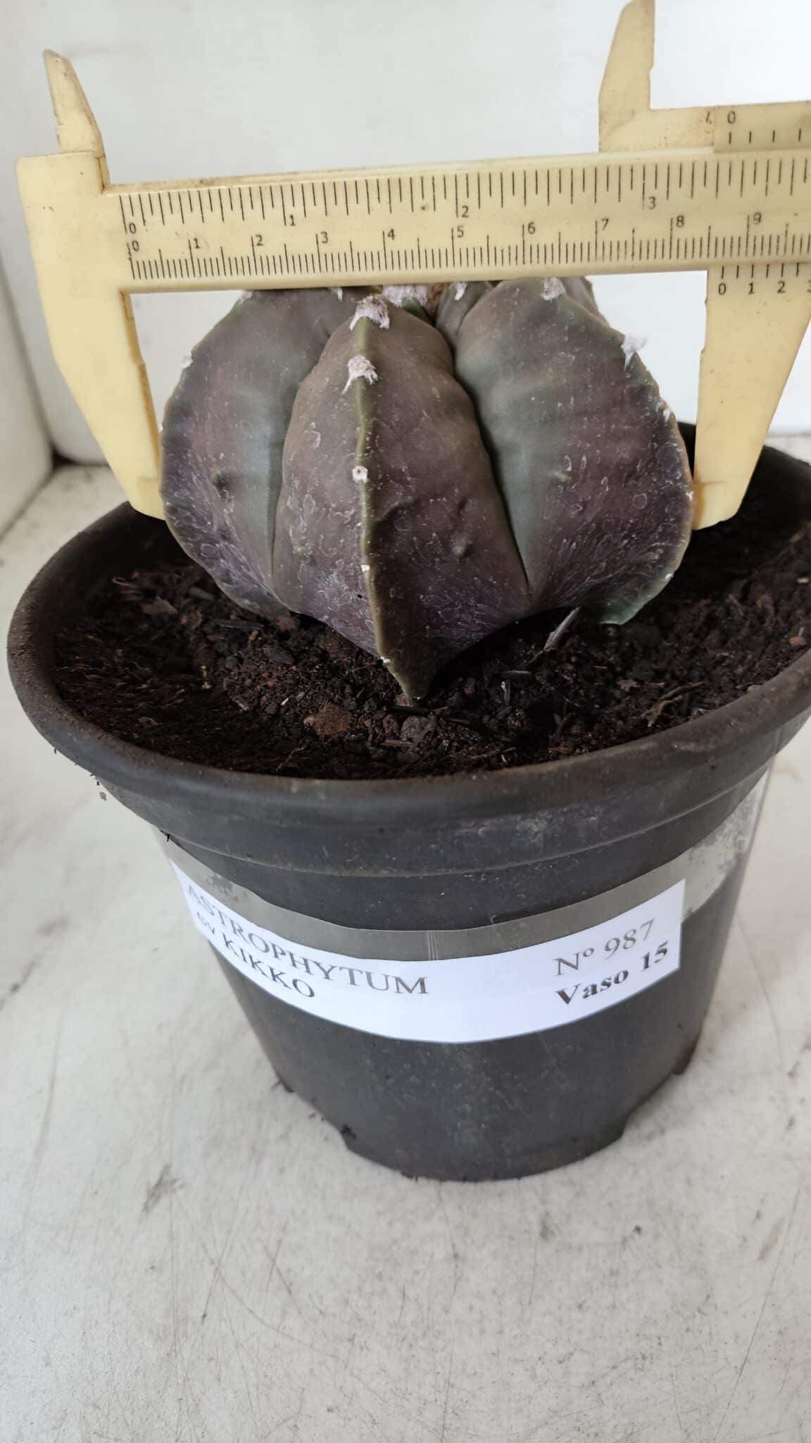 MATRIZ ASTROPHYTUM cv KIKKO  Nº 987 – vaso 15