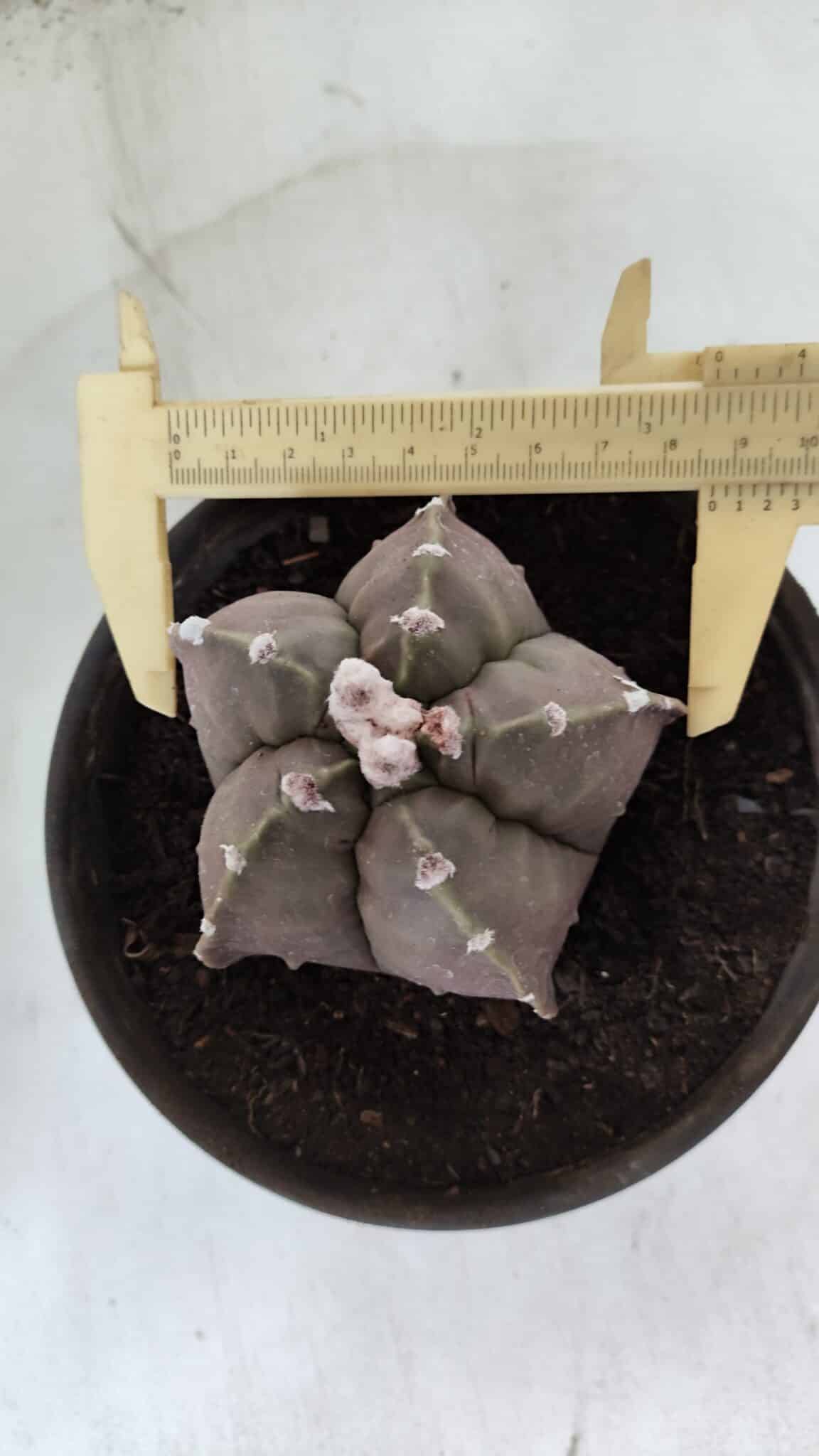 MATRIZ ASTROPHYTUM cv KIKKO  Nº 987 – vaso 15