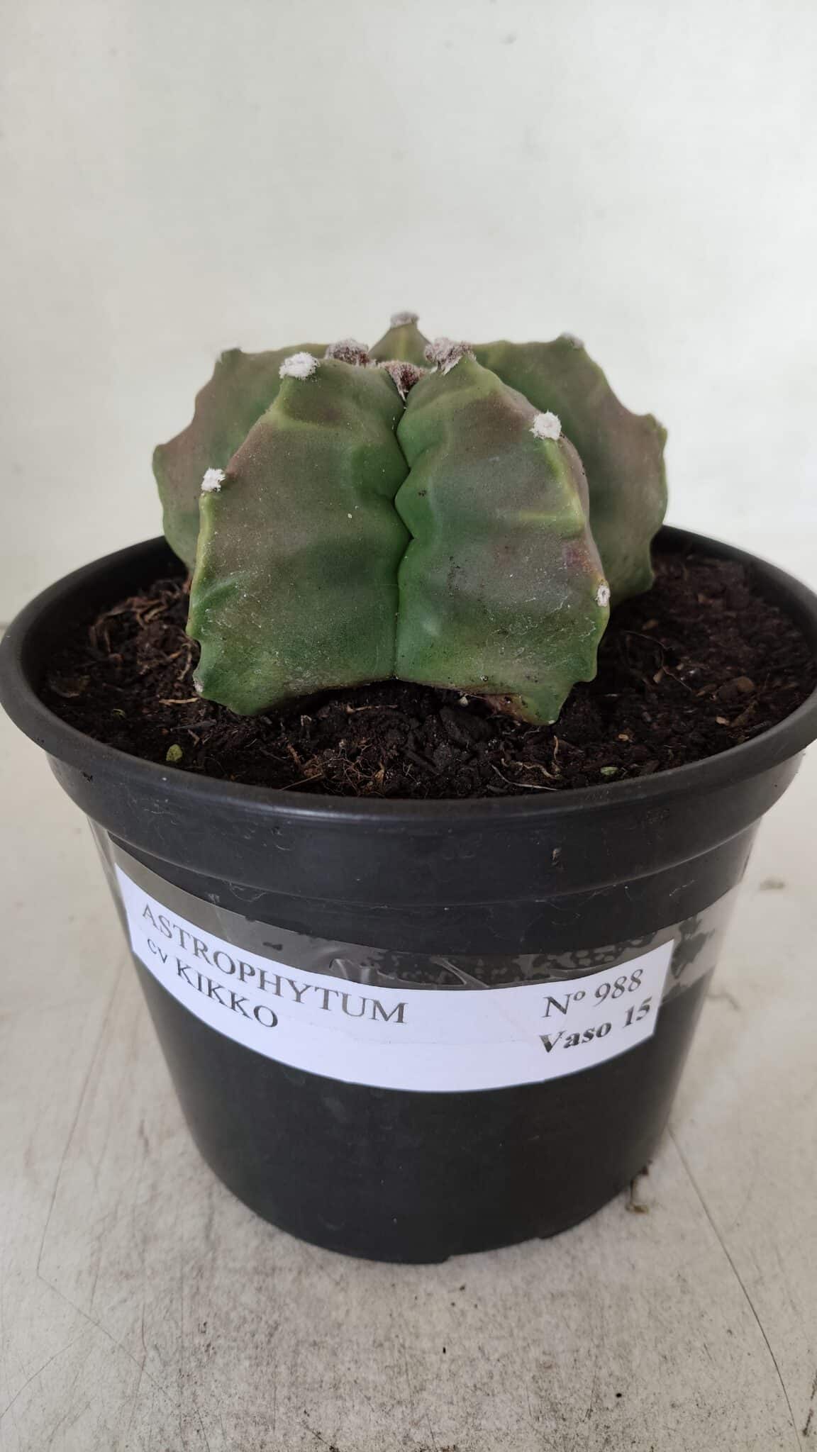 ASTROPHYTUM cv KIKKO  Nº 988 – vaso 15