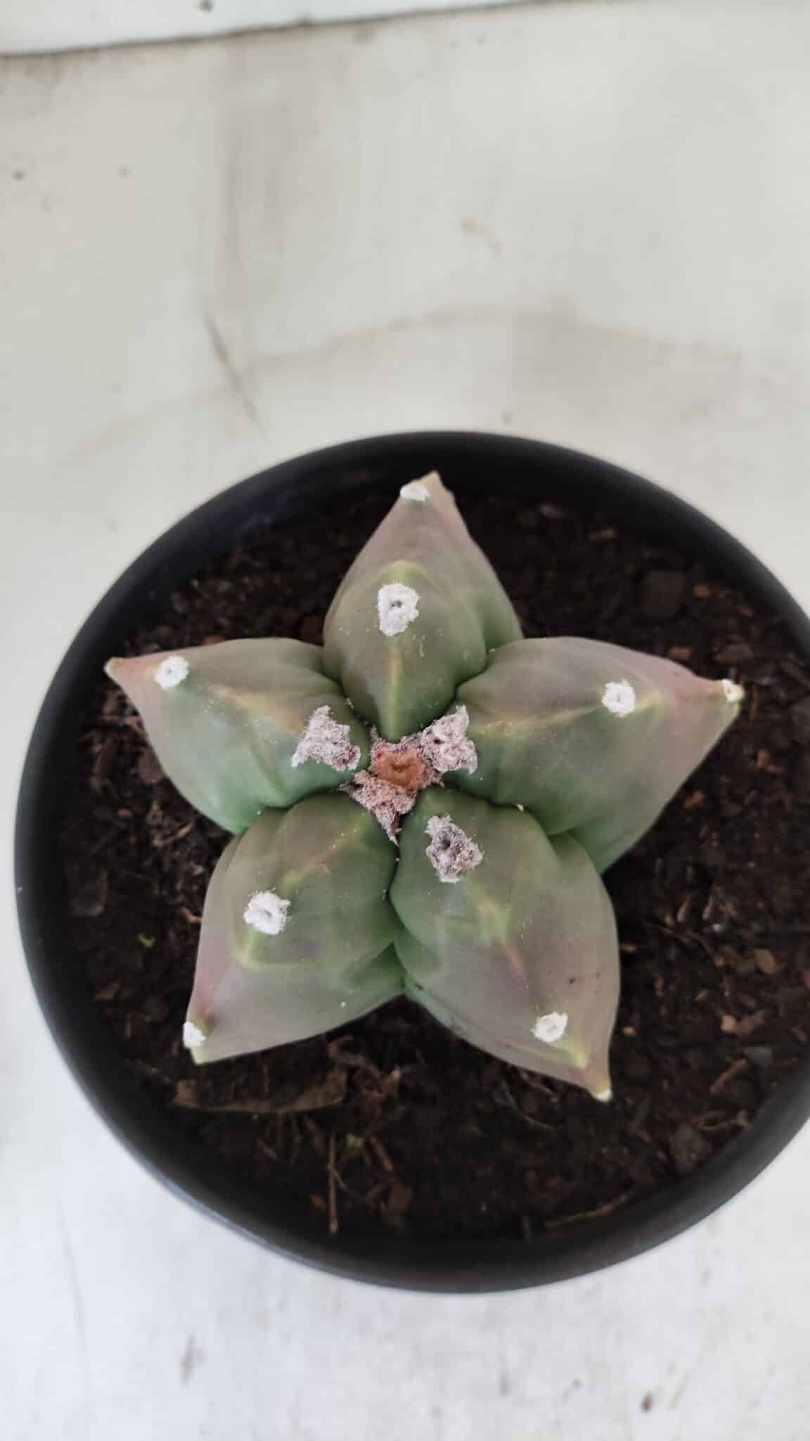 ASTROPHYTUM cv KIKKO  Nº 988 – vaso 15