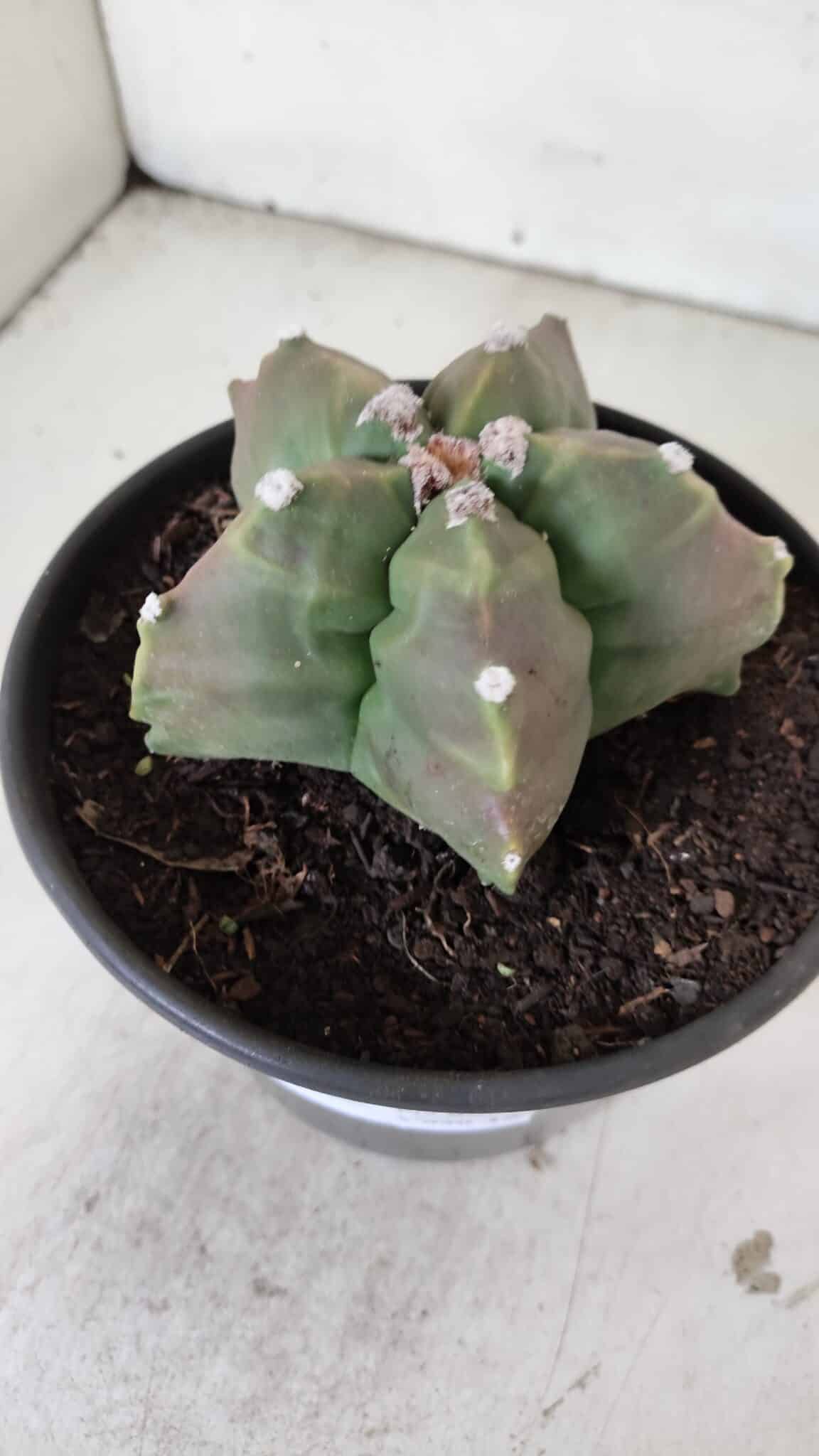 ASTROPHYTUM cv KIKKO  Nº 988 – vaso 15