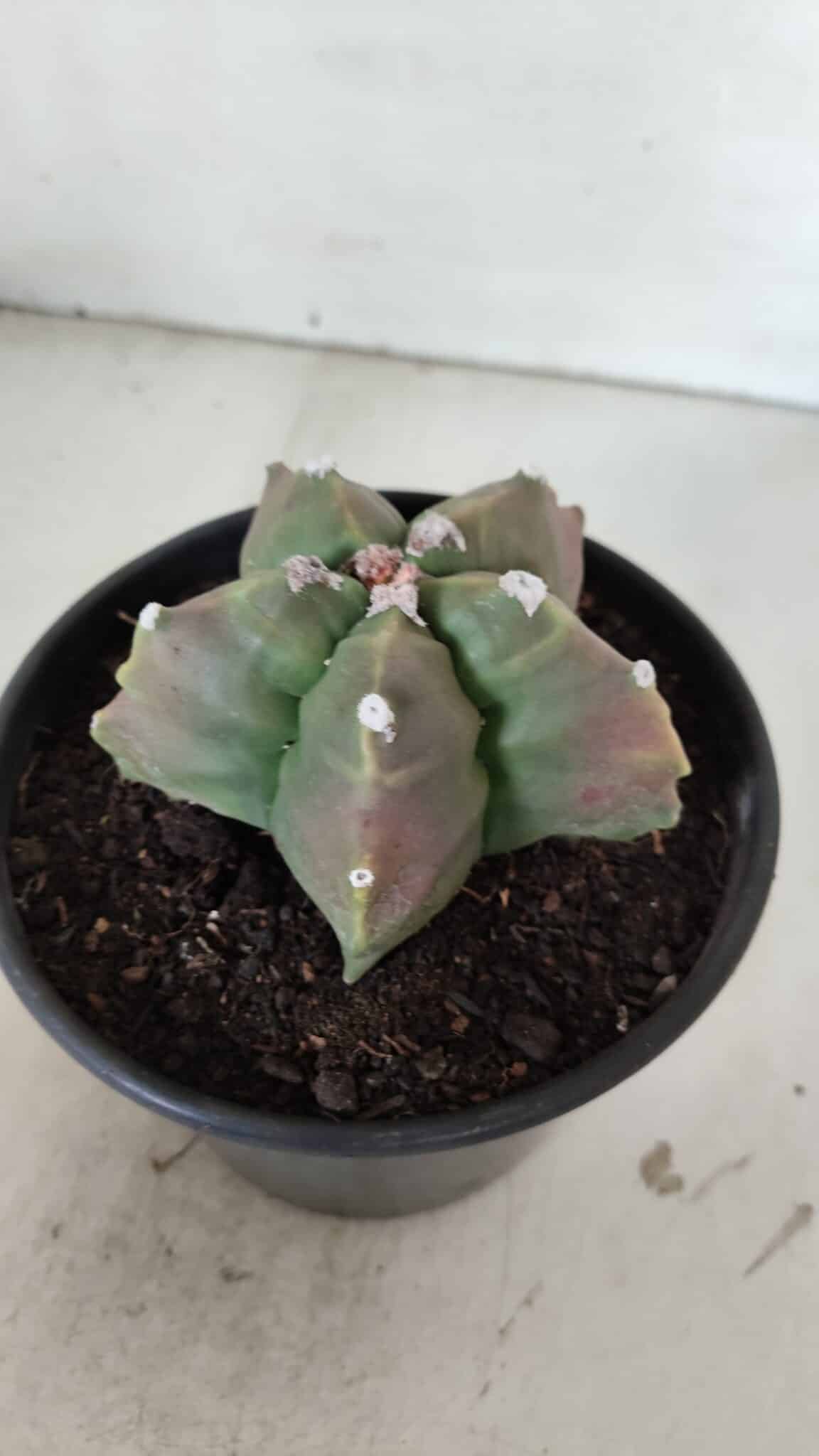 ASTROPHYTUM cv KIKKO  Nº 988 – vaso 15