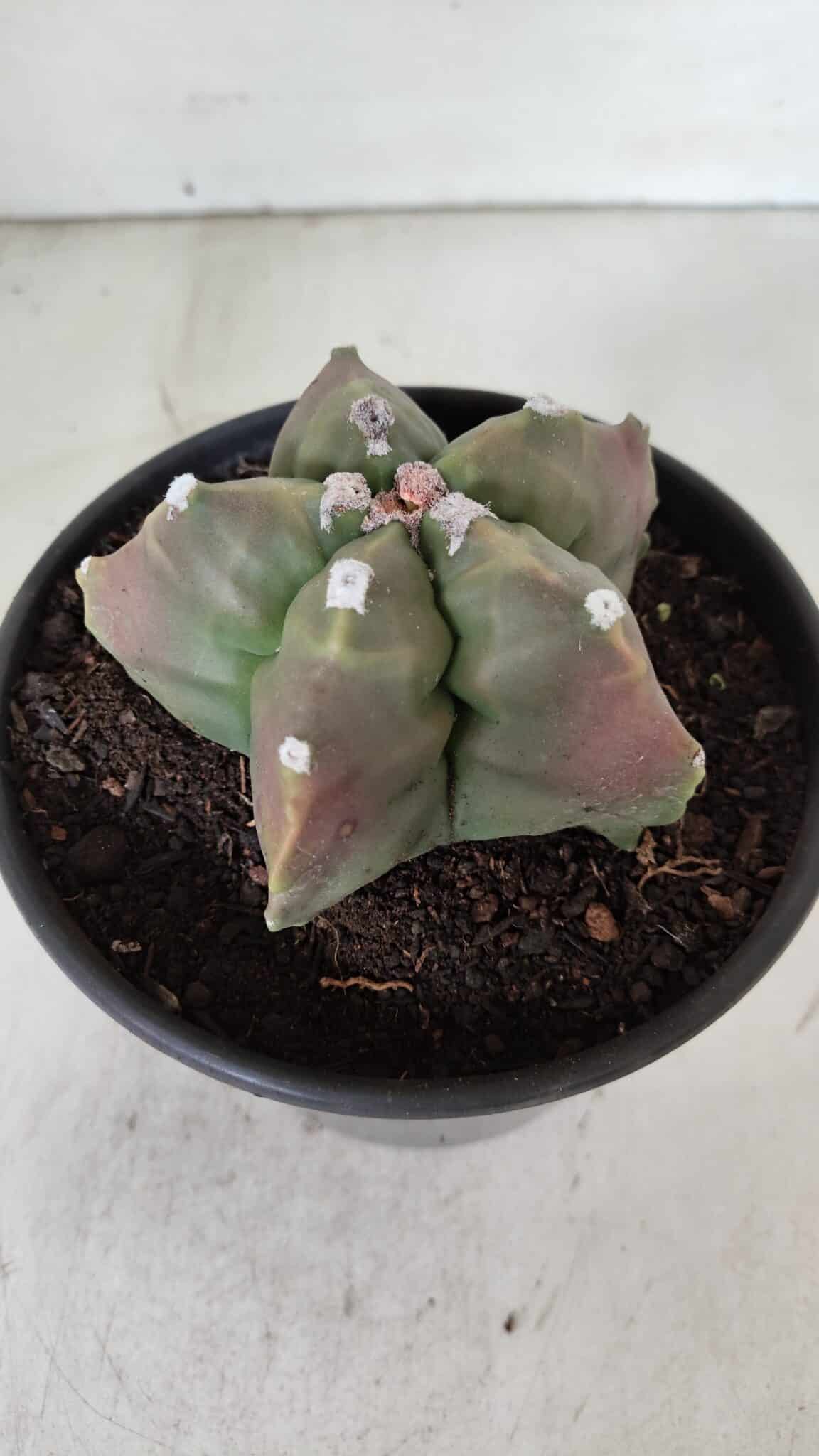 ASTROPHYTUM cv KIKKO  Nº 988 – vaso 15
