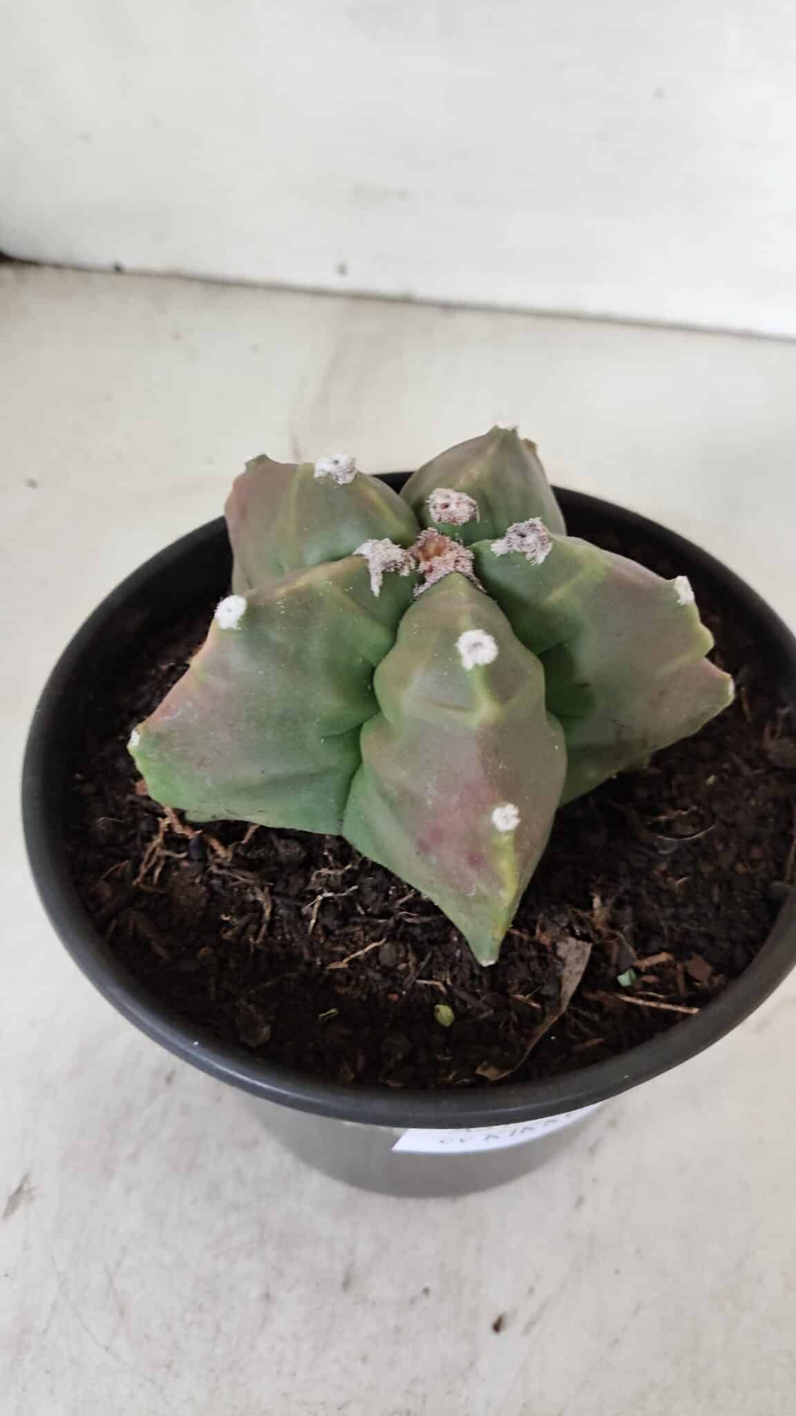ASTROPHYTUM cv KIKKO  Nº 988 – vaso 15