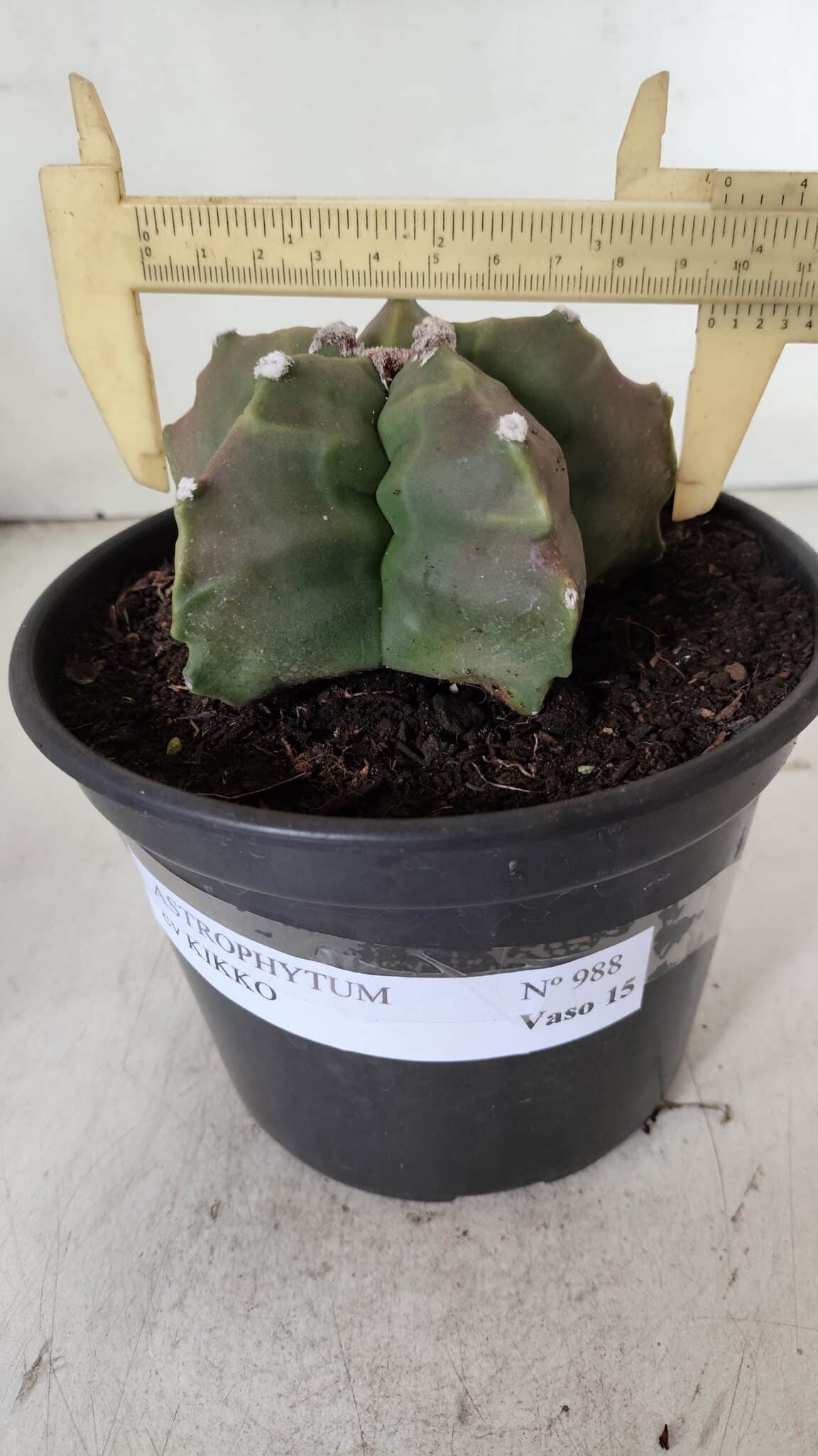 ASTROPHYTUM cv KIKKO  Nº 988 – vaso 15