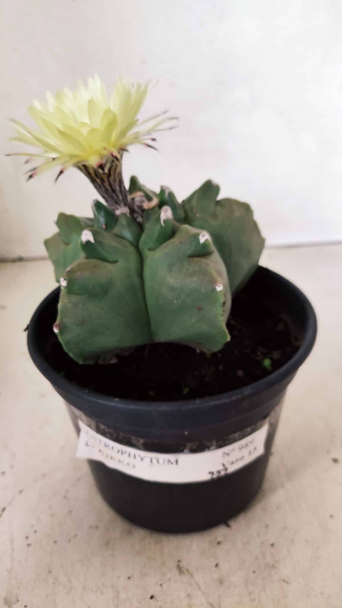 MATRIZ ASTROPHYTUM cv KIKKO  Nº 989 – vaso 15 - foto 2