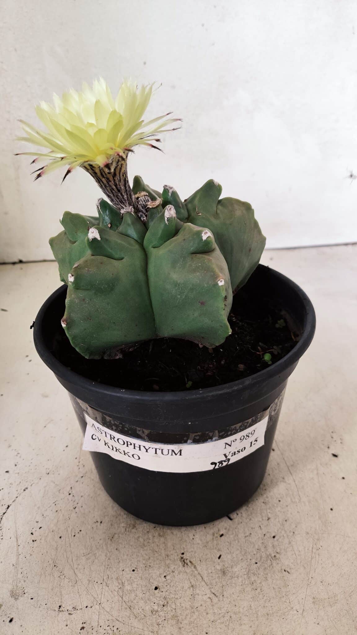 MATRIZ ASTROPHYTUM cv KIKKO  Nº 989 – vaso 15 - foto 9