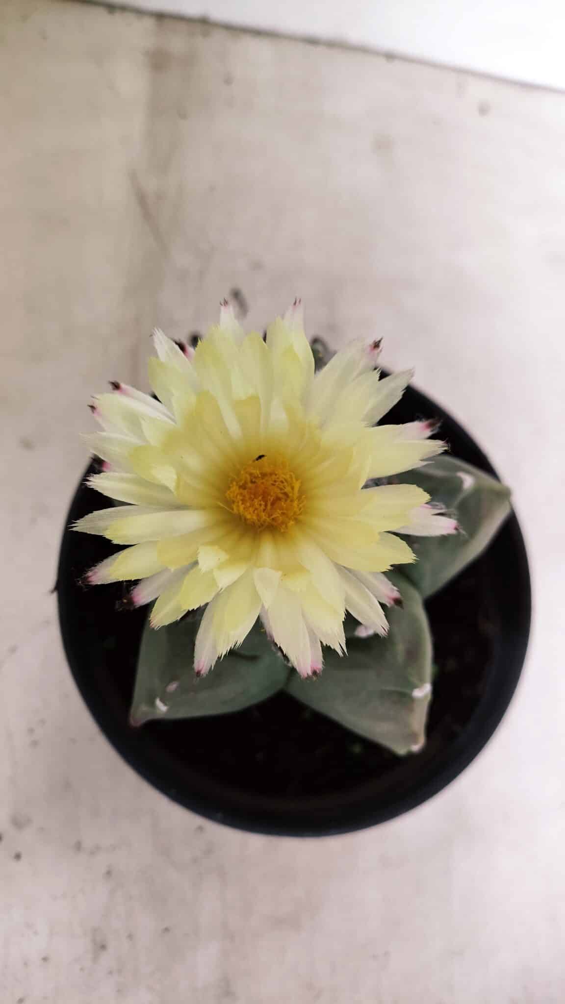 MATRIZ ASTROPHYTUM cv KIKKO  Nº 989 – vaso 15 - foto 3