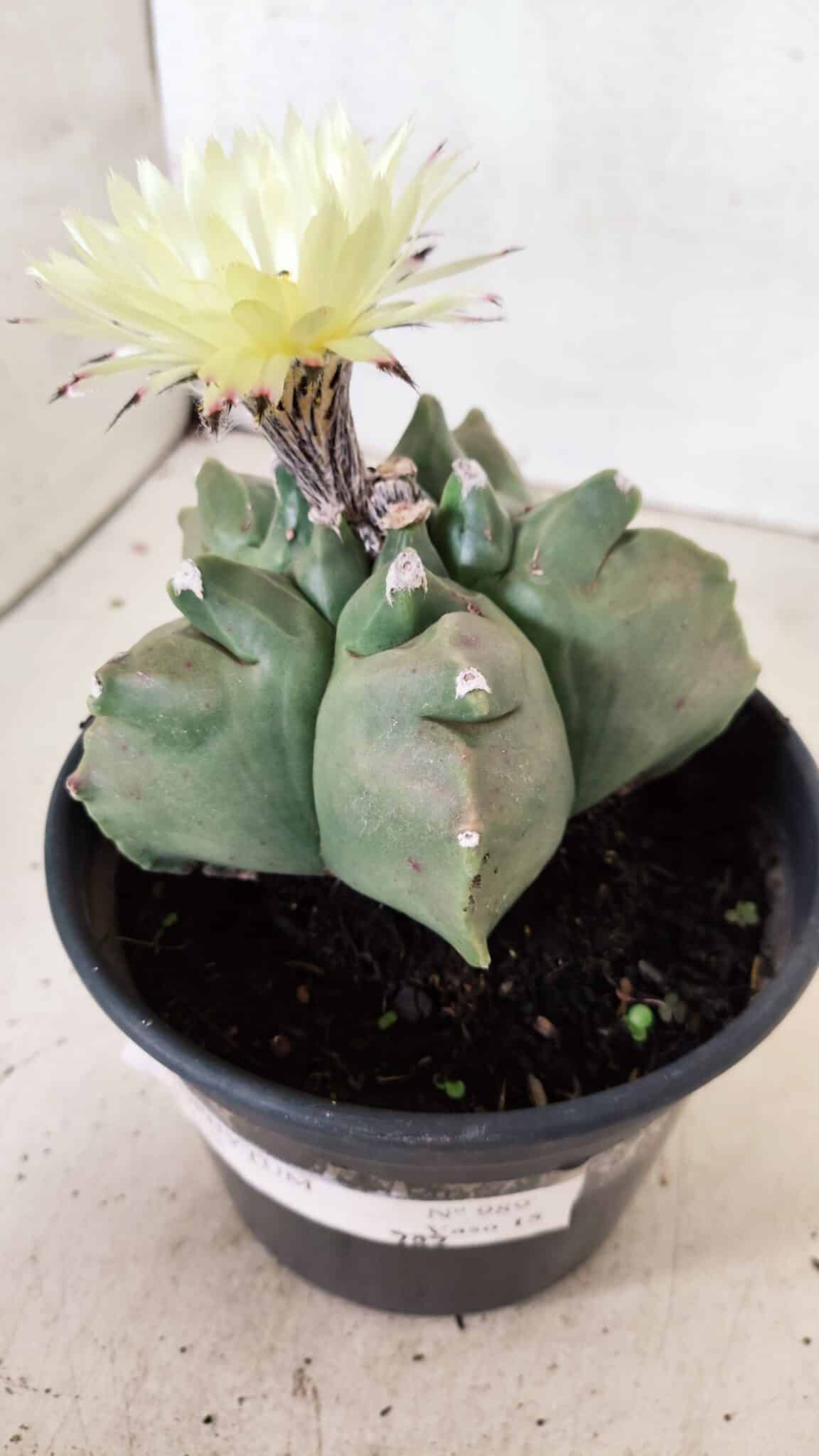 MATRIZ ASTROPHYTUM cv KIKKO  Nº 989 – vaso 15 - foto 8