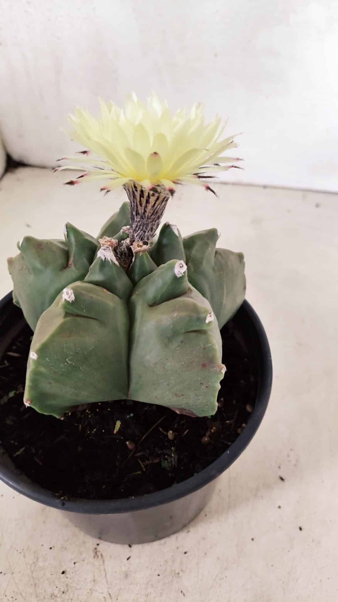 MATRIZ ASTROPHYTUM cv KIKKO  Nº 989 – vaso 15 - foto 7