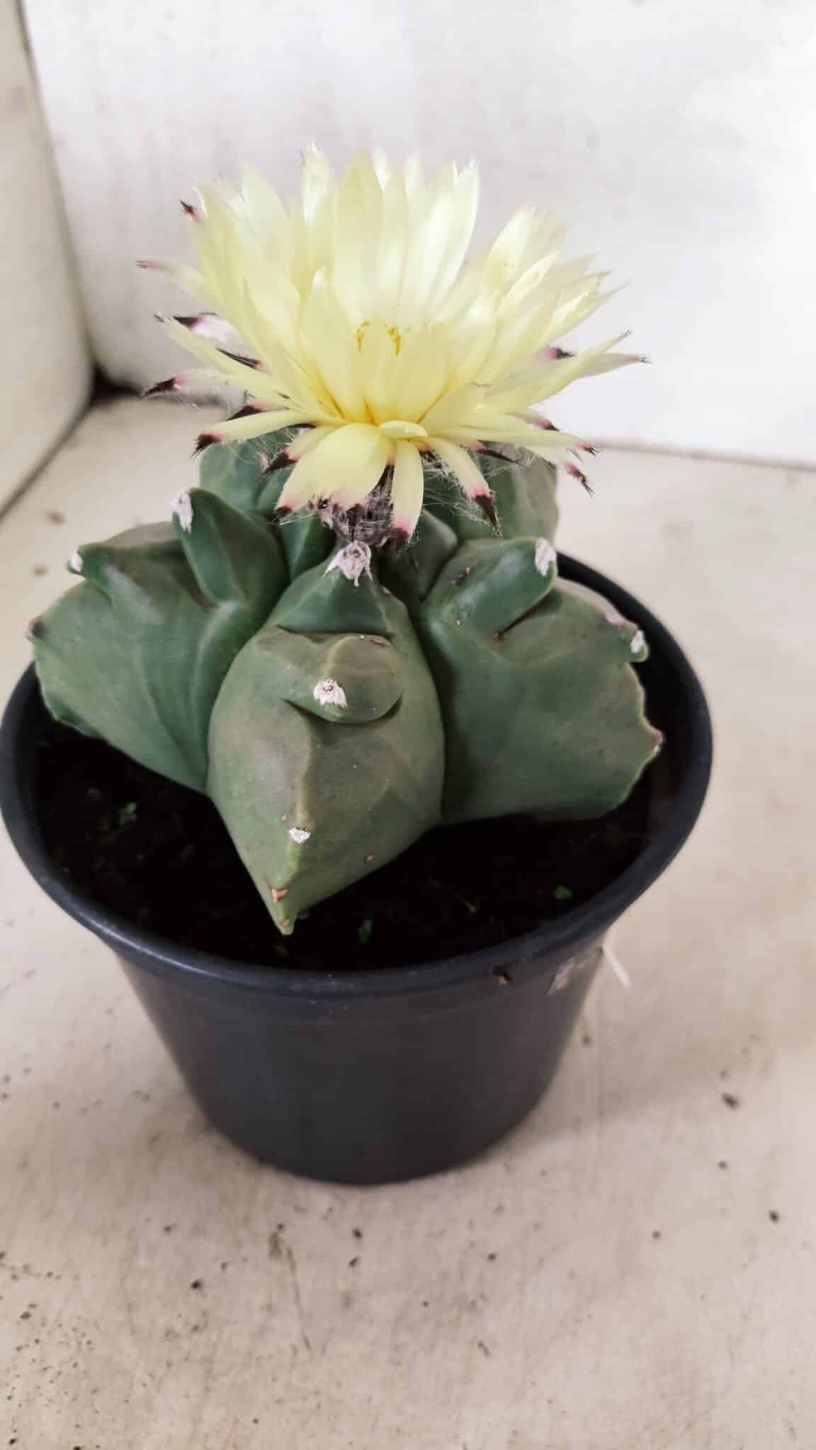 MATRIZ ASTROPHYTUM cv KIKKO  Nº 989 – vaso 15 - foto 6