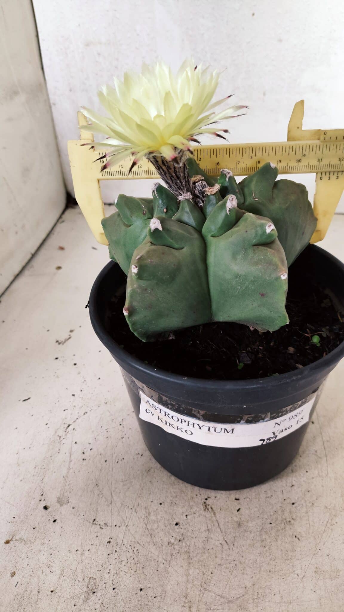 MATRIZ ASTROPHYTUM cv KIKKO  Nº 989 – vaso 15 - foto 4