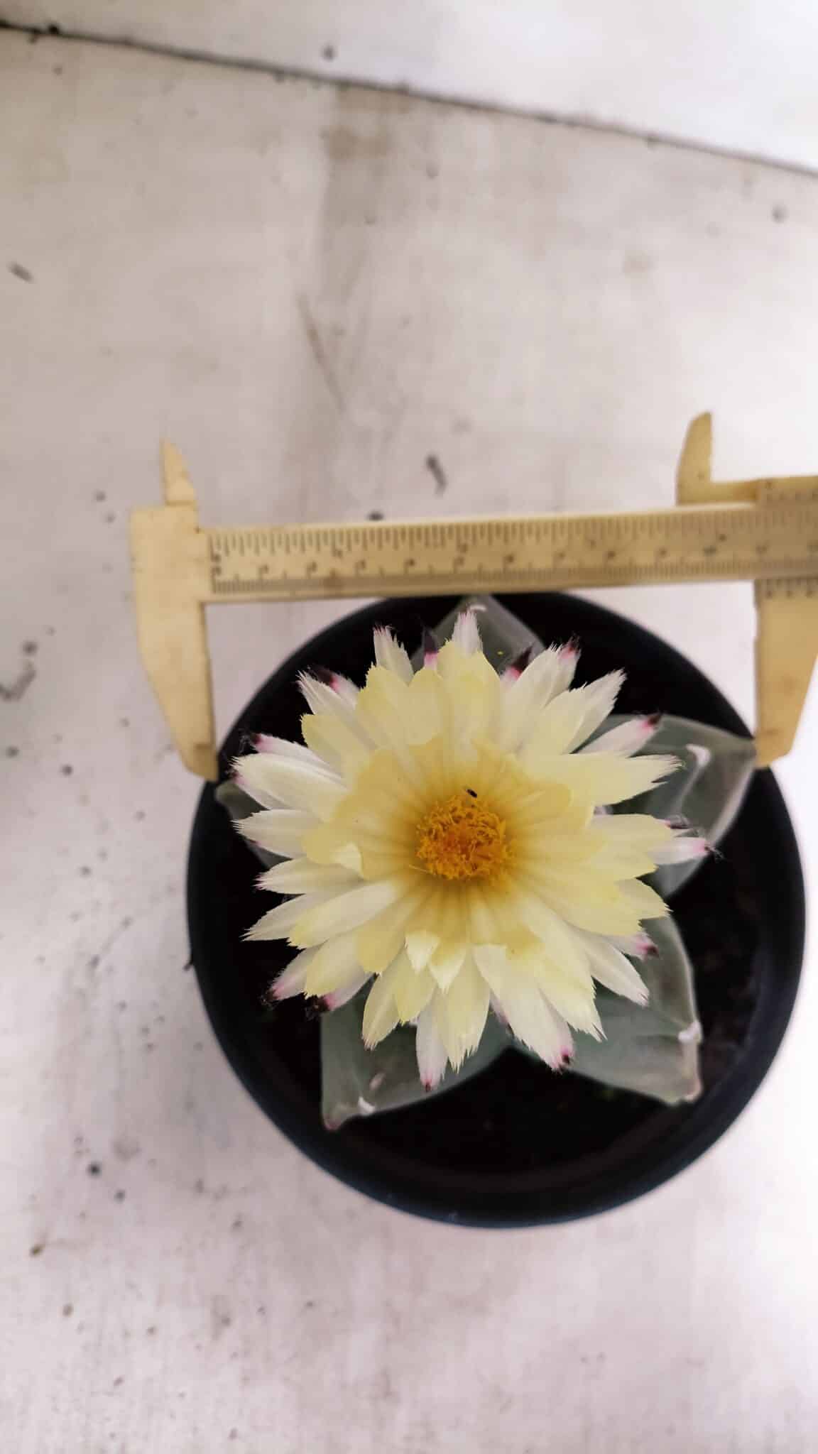 MATRIZ ASTROPHYTUM cv KIKKO  Nº 989 – vaso 15 - foto 5