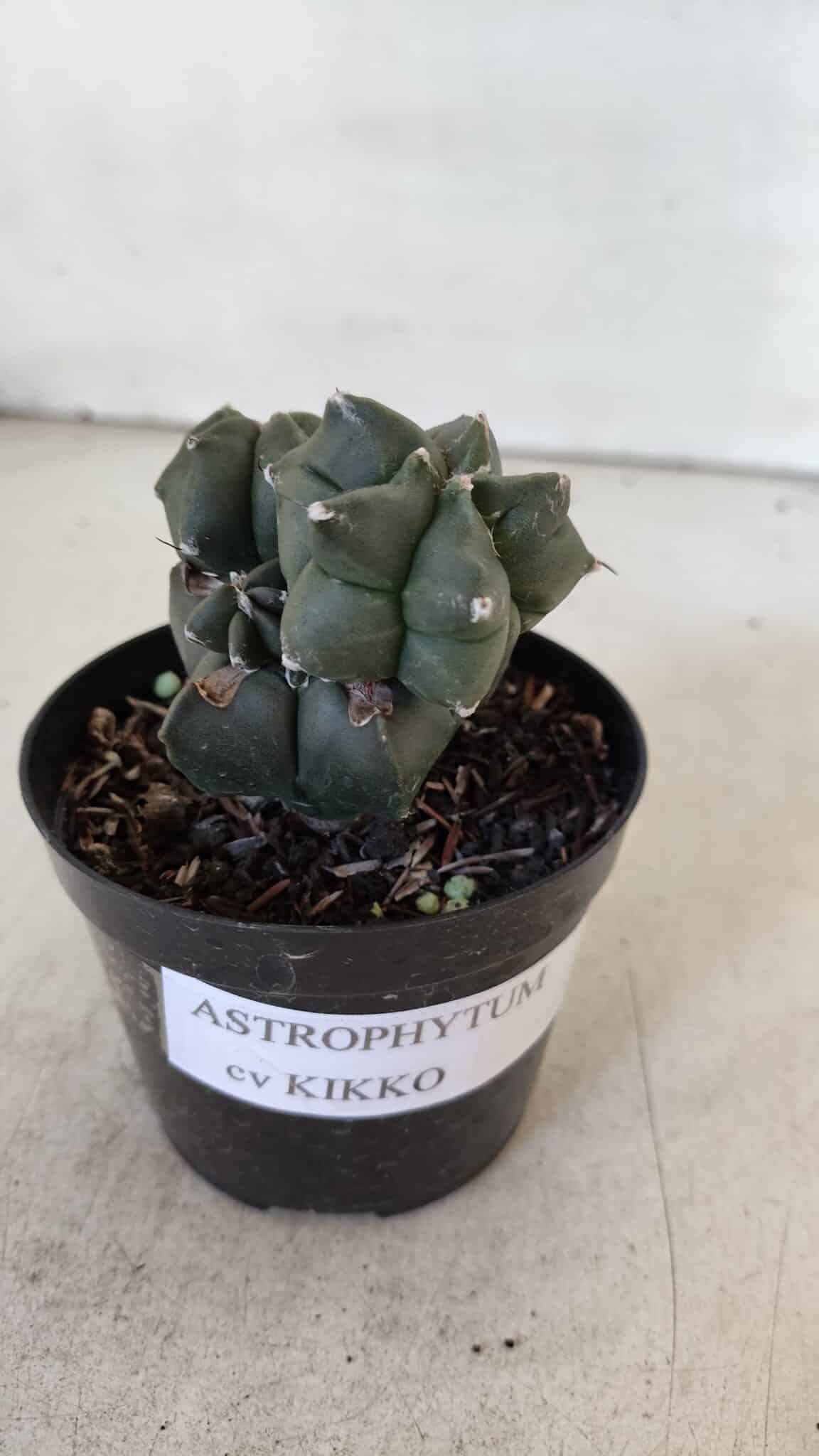 ASTROPHYTUM MYRIOSTIGMA Kikko Nº 998 – vaso 09