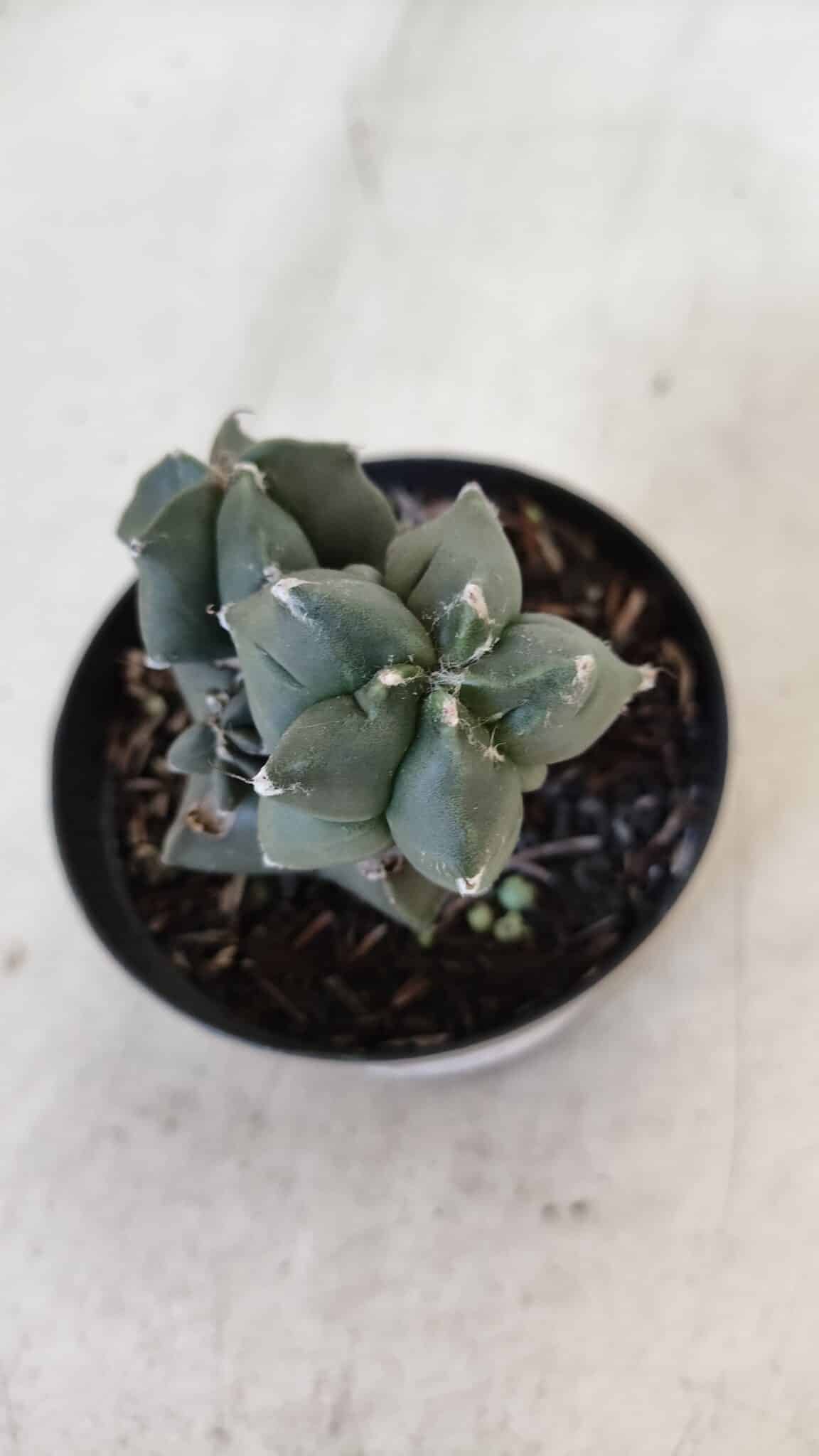 ASTROPHYTUM MYRIOSTIGMA Kikko Nº 998 – vaso 09