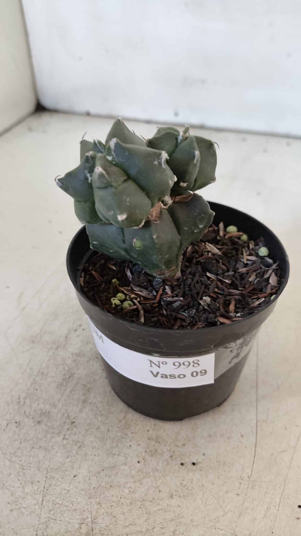 ASTROPHYTUM MYRIOSTIGMA Kikko Nº 998 – vaso 09