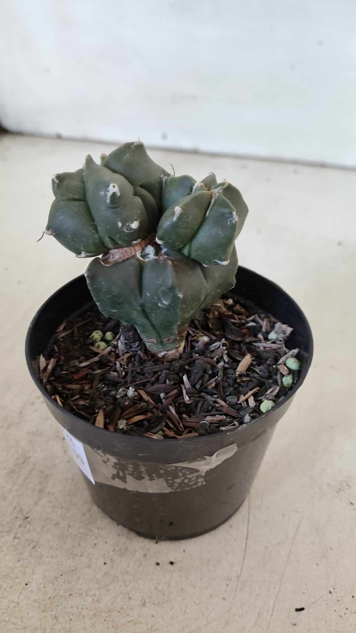 ASTROPHYTUM MYRIOSTIGMA Kikko Nº 998 – vaso 09