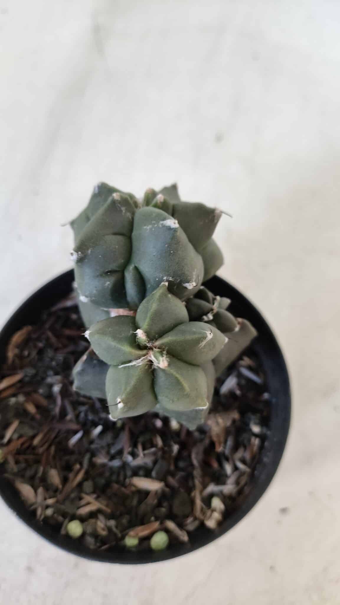 ASTROPHYTUM MYRIOSTIGMA Kikko Nº 998 – vaso 09