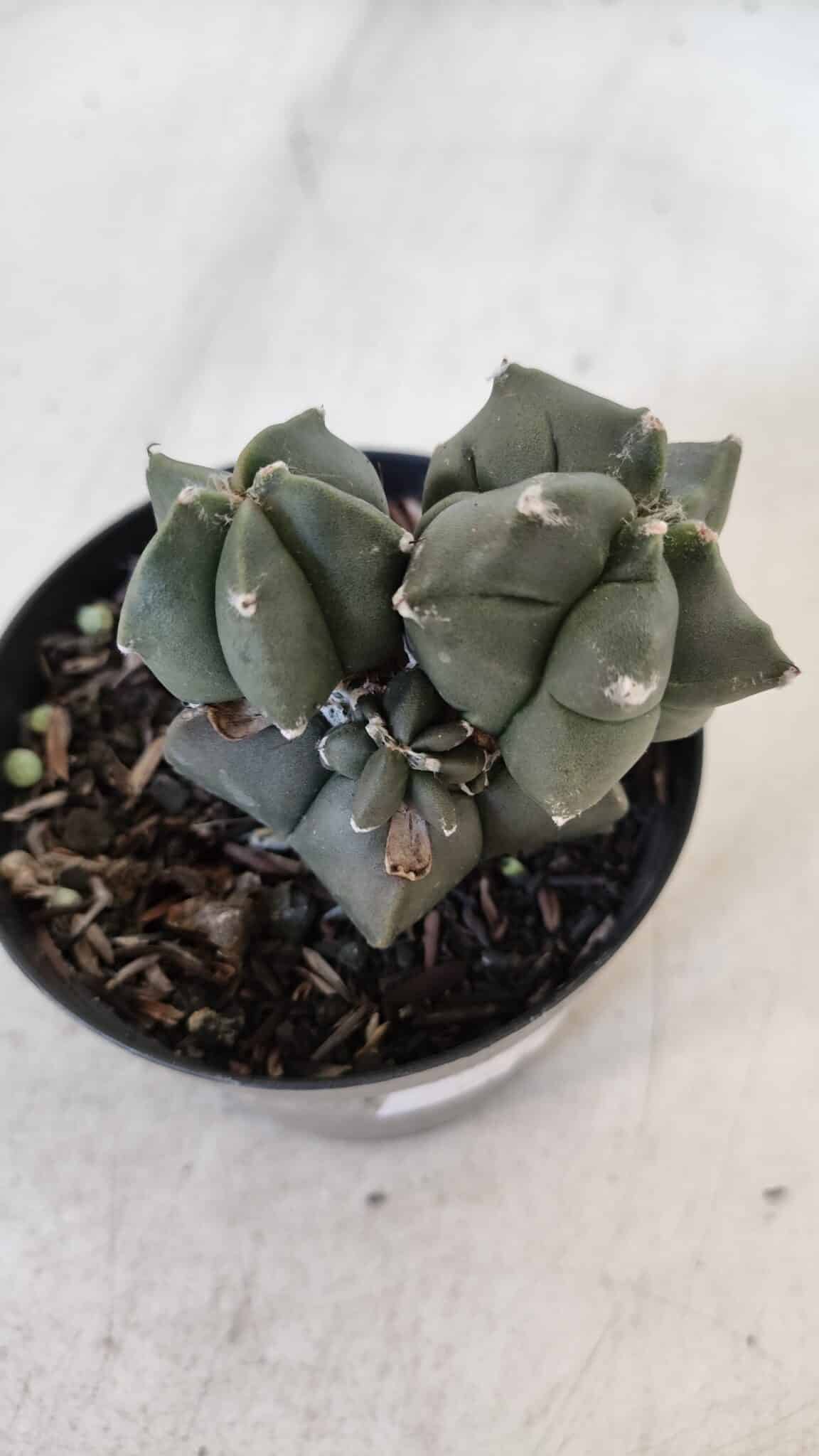 ASTROPHYTUM MYRIOSTIGMA Kikko Nº 998 – vaso 09