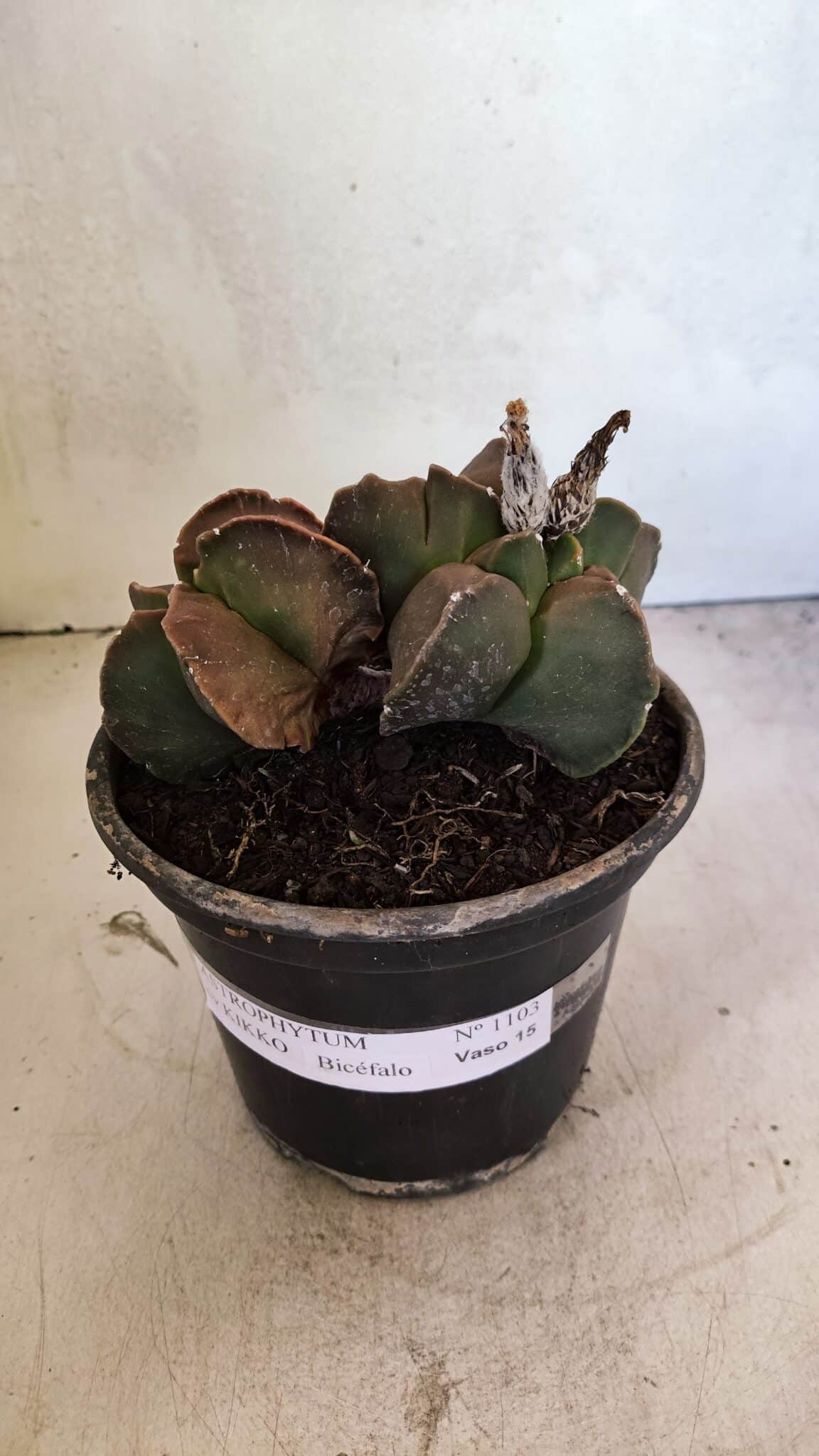 MATRIZ ASTROPHYTUM cv KIKKO "BICÉFALO" Nº 1103 – vaso 15 - foto 3