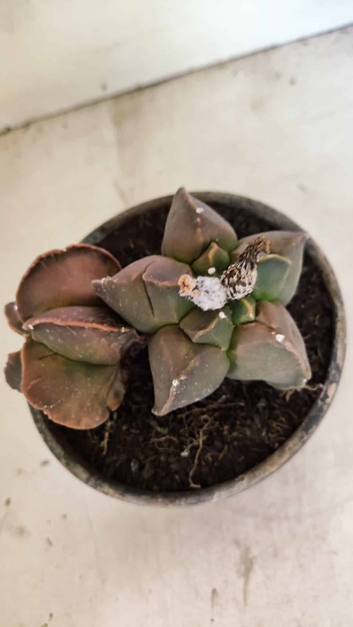 MATRIZ ASTROPHYTUM cv KIKKO "BICÉFALO" Nº 1103 – vaso 15 - foto 2