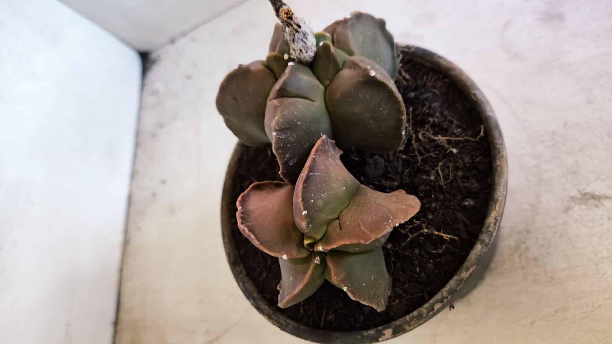 MATRIZ ASTROPHYTUM cv KIKKO "BICÉFALO" Nº 1103 – vaso 15 - foto 6