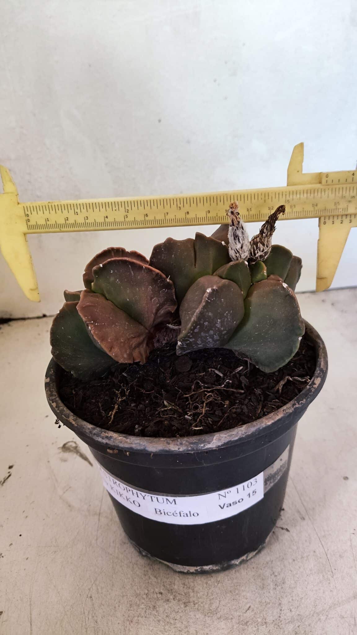MATRIZ ASTROPHYTUM cv KIKKO "BICÉFALO" Nº 1103 – vaso 15 - foto 5