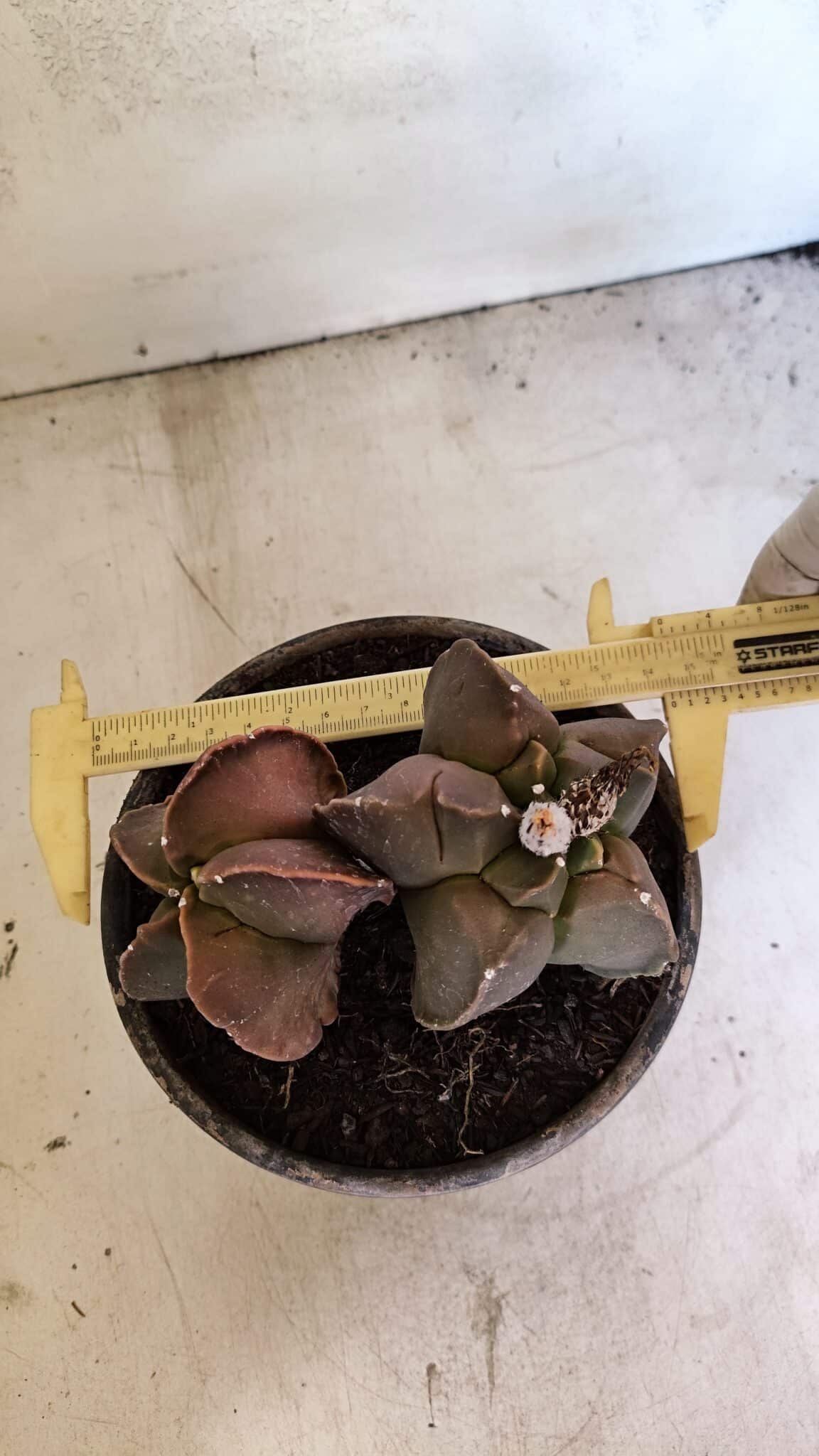 MATRIZ ASTROPHYTUM cv KIKKO "BICÉFALO" Nº 1103 – vaso 15 - foto 4
