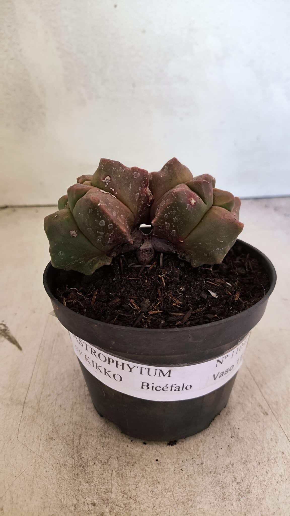 MATRIZ ASTROPHYTUM cv KIKKO "Bicefalo"  Nº 1109 – vaso 11 - foto 2