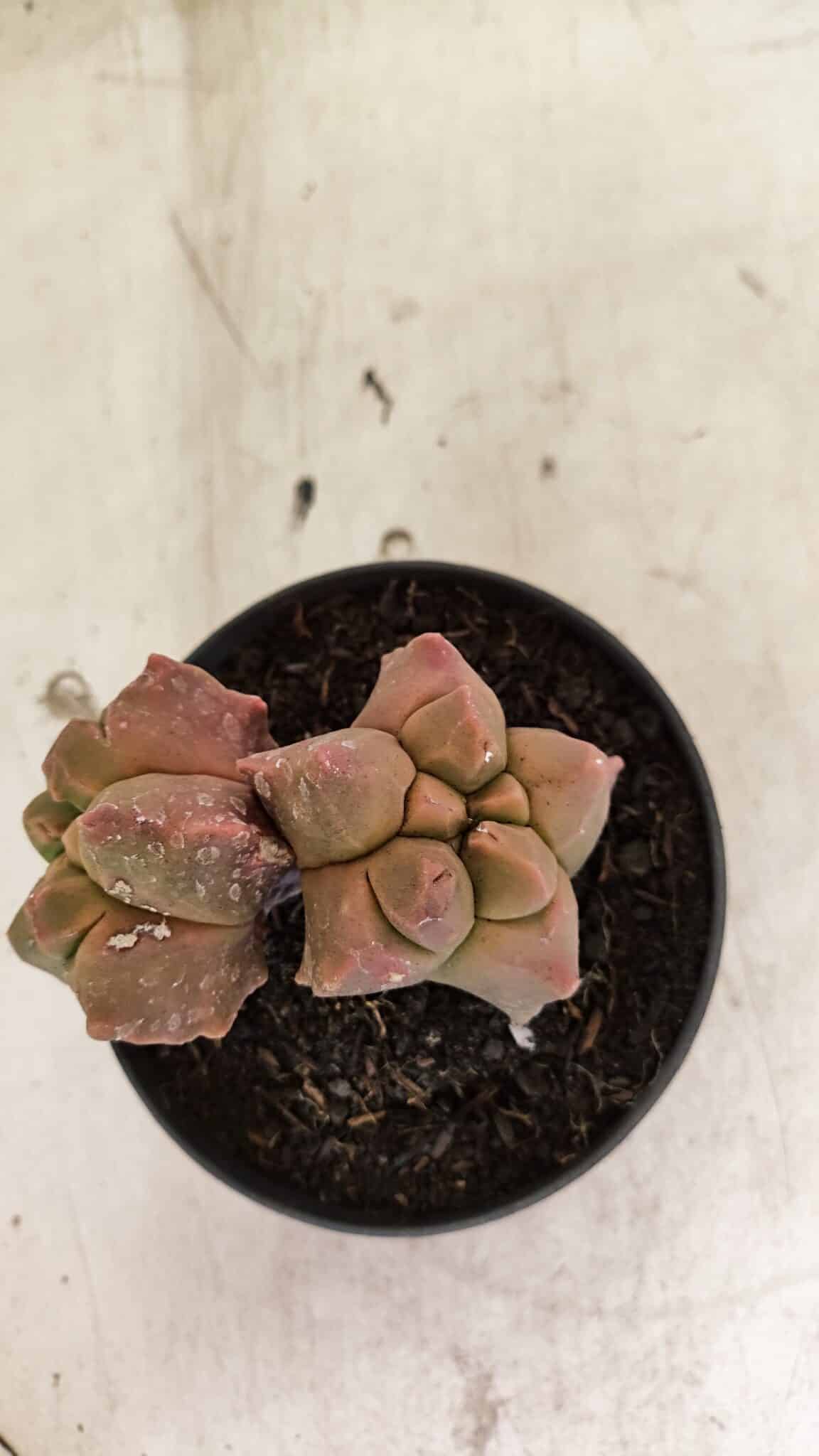 MATRIZ ASTROPHYTUM cv KIKKO "Bicefalo"  Nº 1109 – vaso 11 - foto 3
