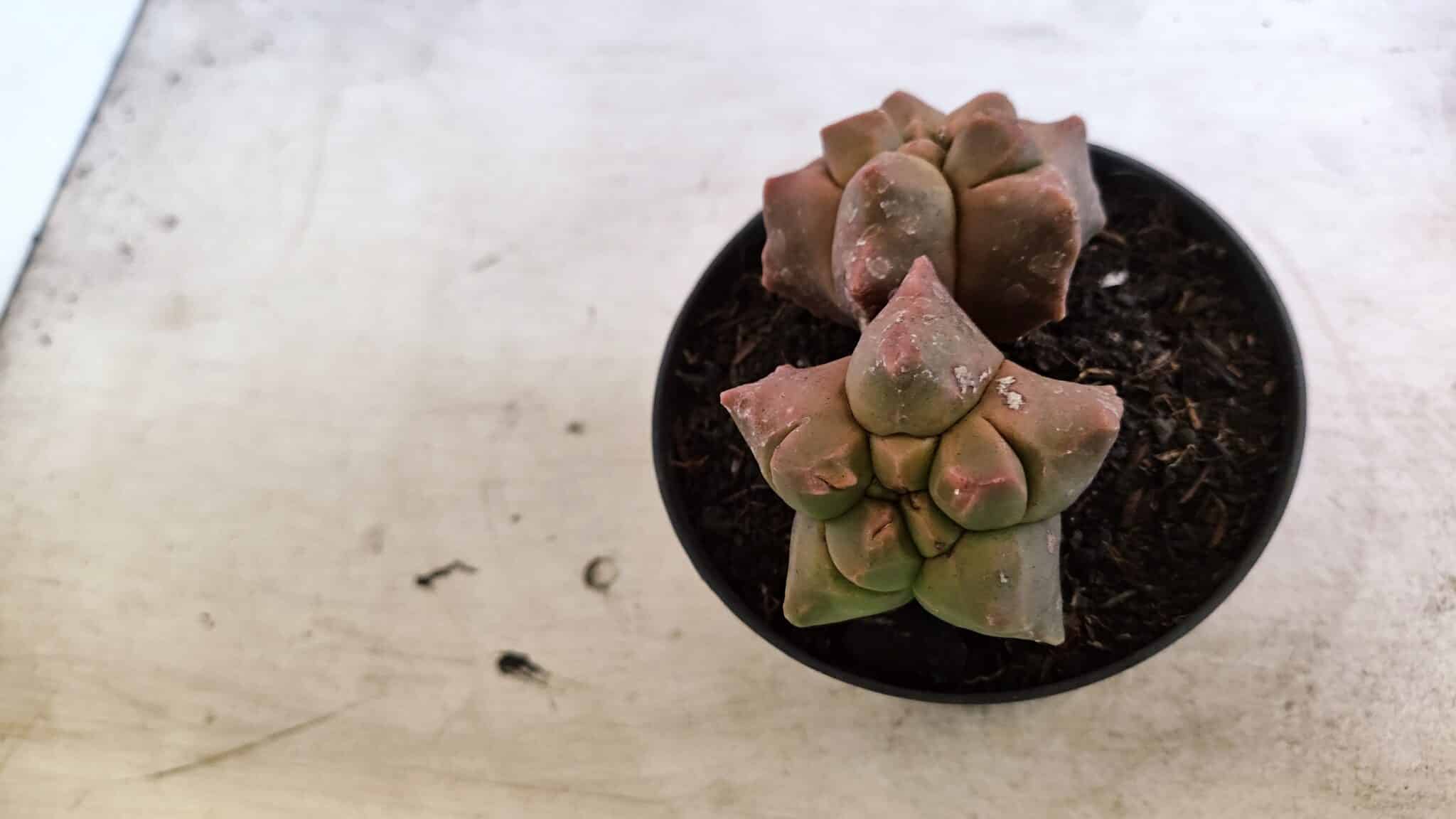 MATRIZ ASTROPHYTUM cv KIKKO "Bicefalo"  Nº 1109 – vaso 11 - foto 9