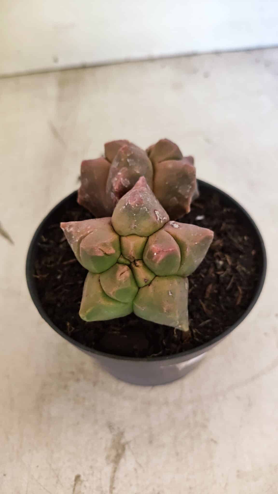 MATRIZ ASTROPHYTUM cv KIKKO "Bicefalo"  Nº 1109 – vaso 11 - foto 8