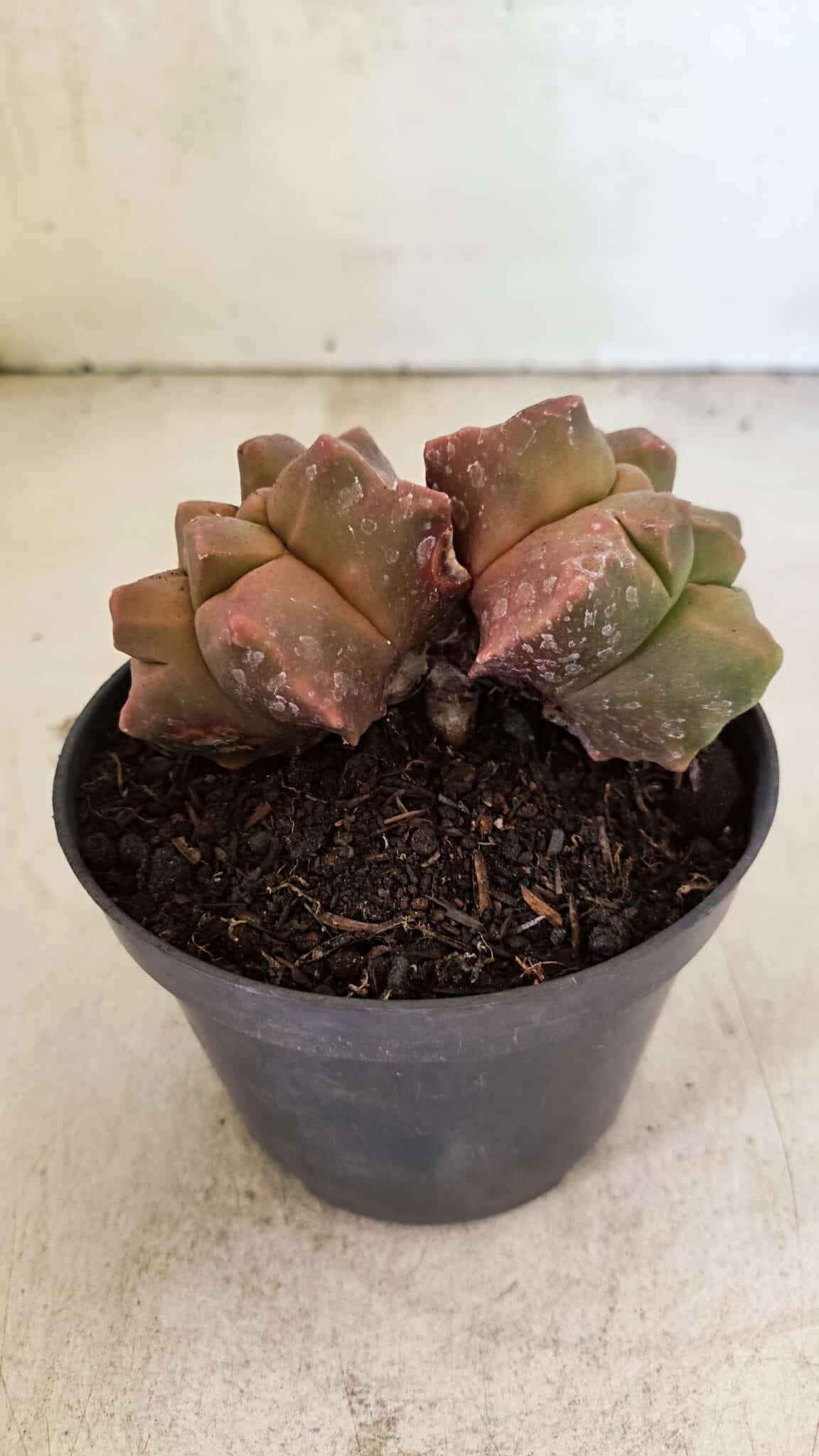 MATRIZ ASTROPHYTUM cv KIKKO "Bicefalo"  Nº 1109 – vaso 11 - foto 7