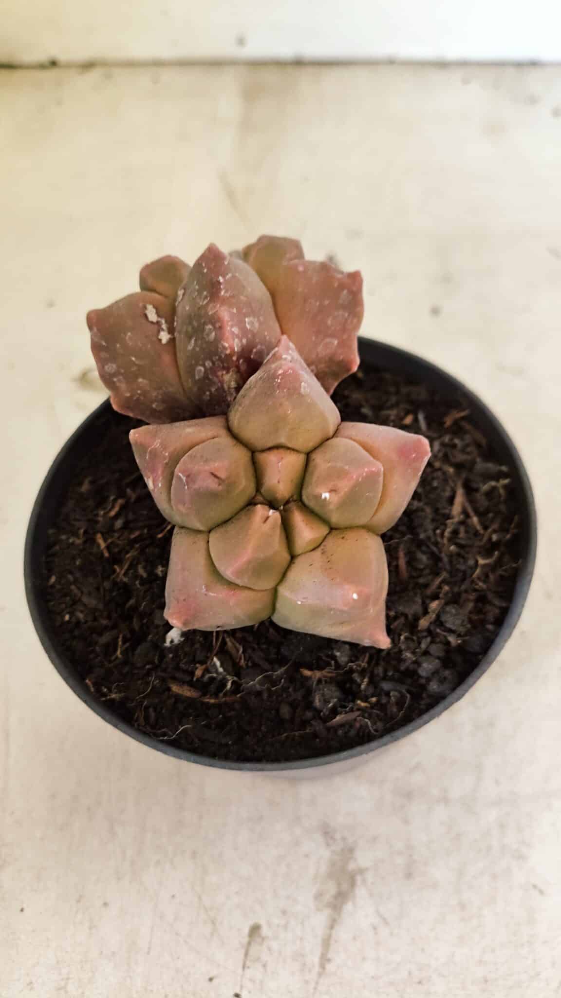 MATRIZ ASTROPHYTUM cv KIKKO "Bicefalo"  Nº 1109 – vaso 11 - foto 6