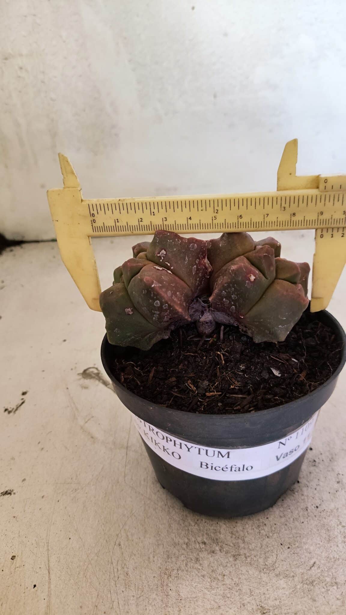 MATRIZ ASTROPHYTUM cv KIKKO "Bicefalo"  Nº 1109 – vaso 11 - foto 4