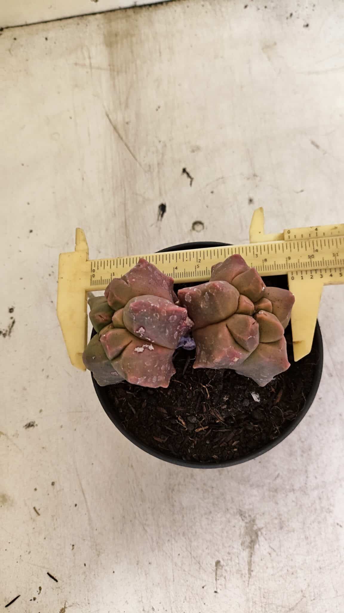 MATRIZ ASTROPHYTUM cv KIKKO "Bicefalo"  Nº 1109 – vaso 11 - foto 5