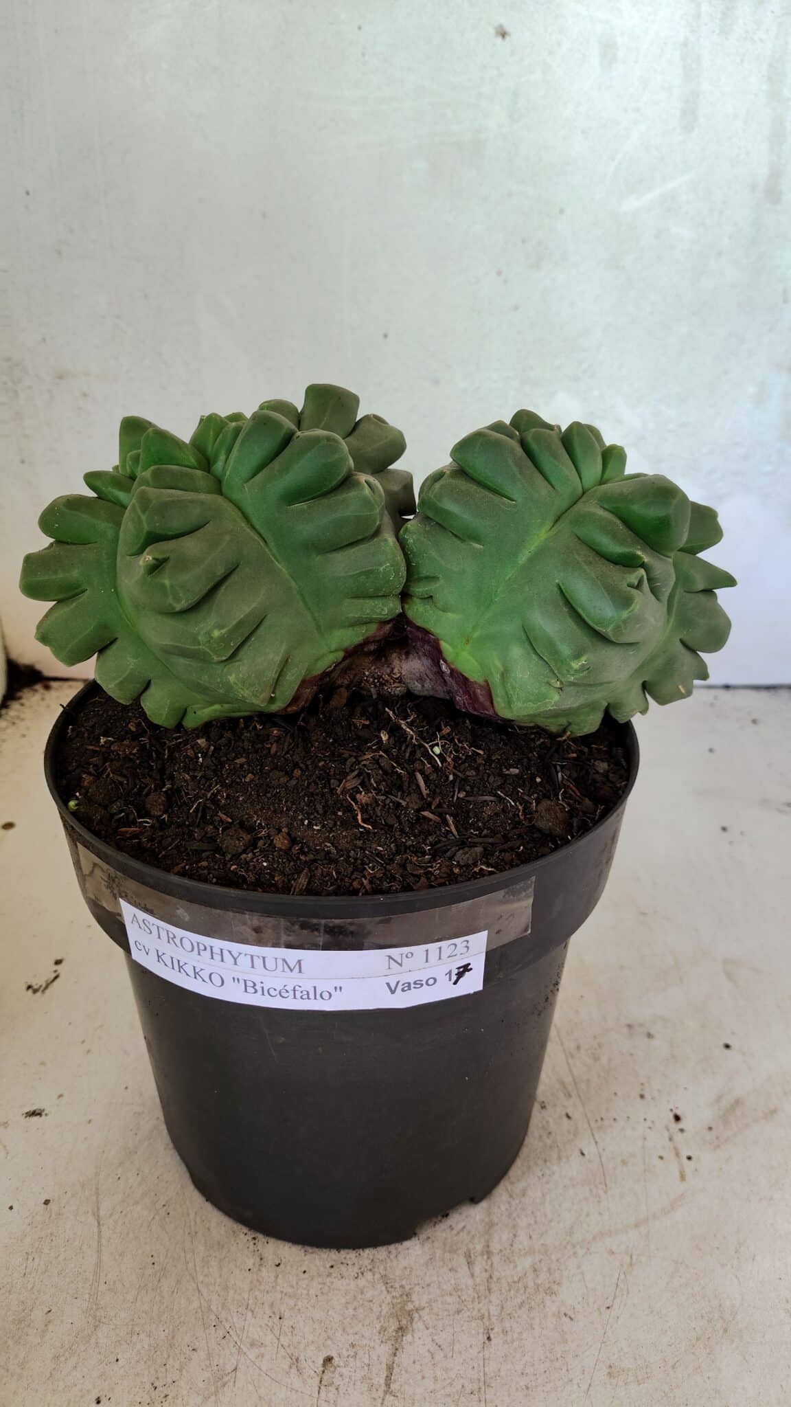 MATRIZ ASTROPHYTUM cv KIKKO "Bicéfalo" Nº 1123 – vaso 17 - foto 2