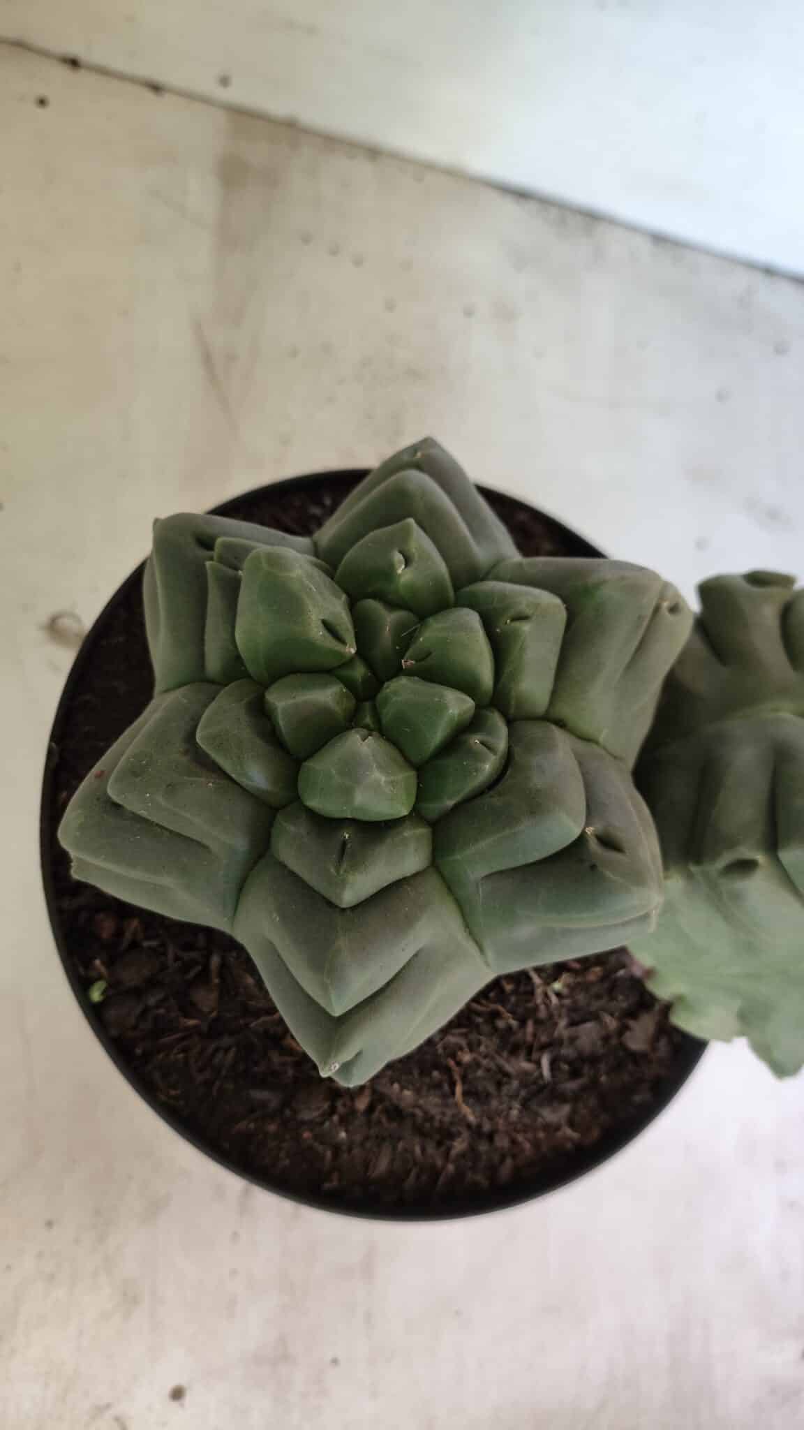 MATRIZ ASTROPHYTUM cv KIKKO "Bicéfalo" Nº 1123 – vaso 17 - foto 3